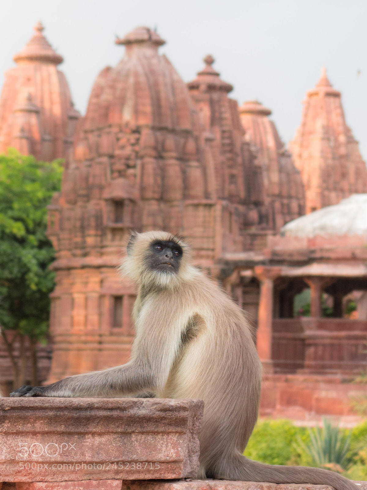 Olympus OM-D E-M1 Mark II sample photo. Mandore garden resident photography