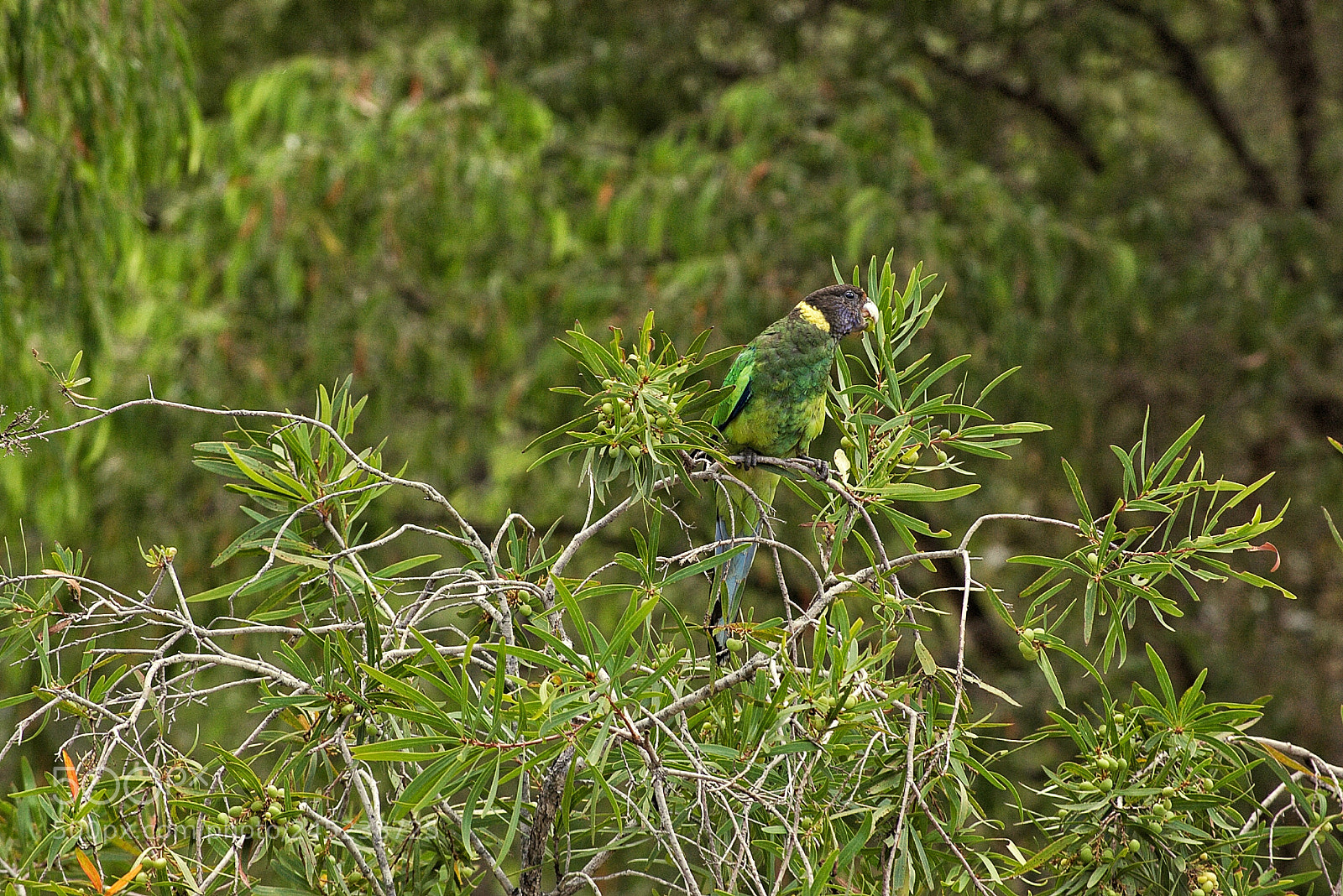 Pentax K100D sample photo. Another green parrot photography