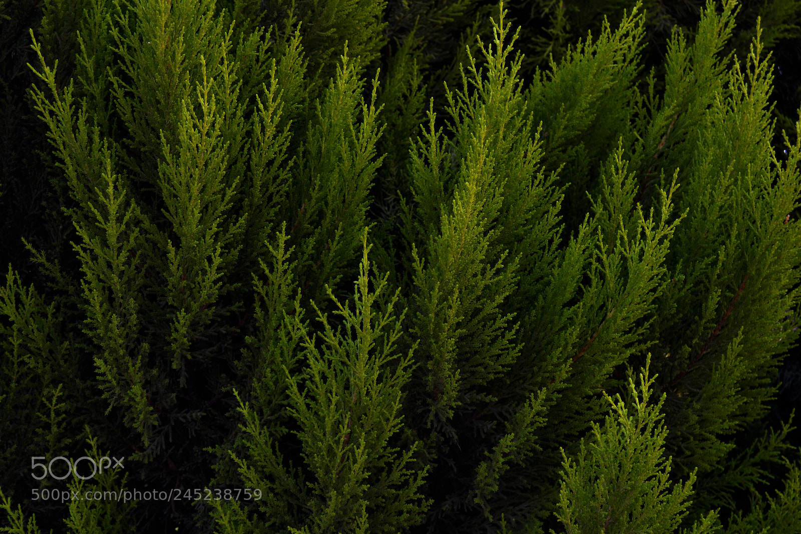 Nikon D3100 sample photo. Green photography