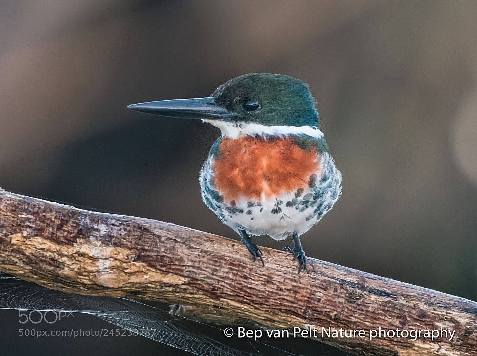 Nikon D500 sample photo. Male green kingfisher photography