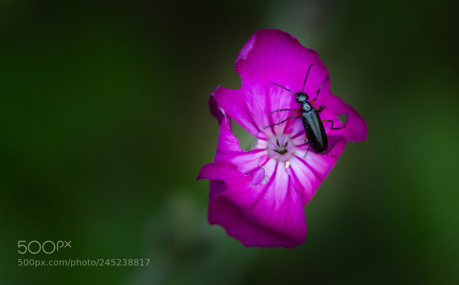 Canon EOS 60D sample photo. Firefly / luciernaga photography