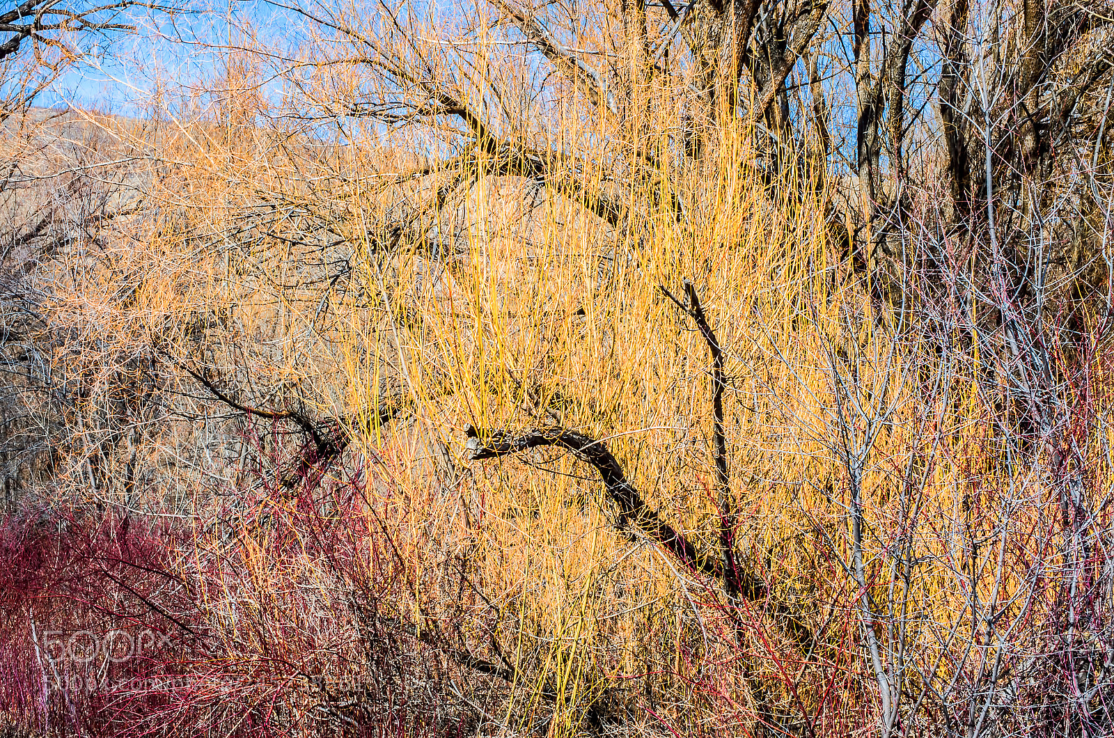 Pentax K-5 IIs sample photo. Is spring near? photography