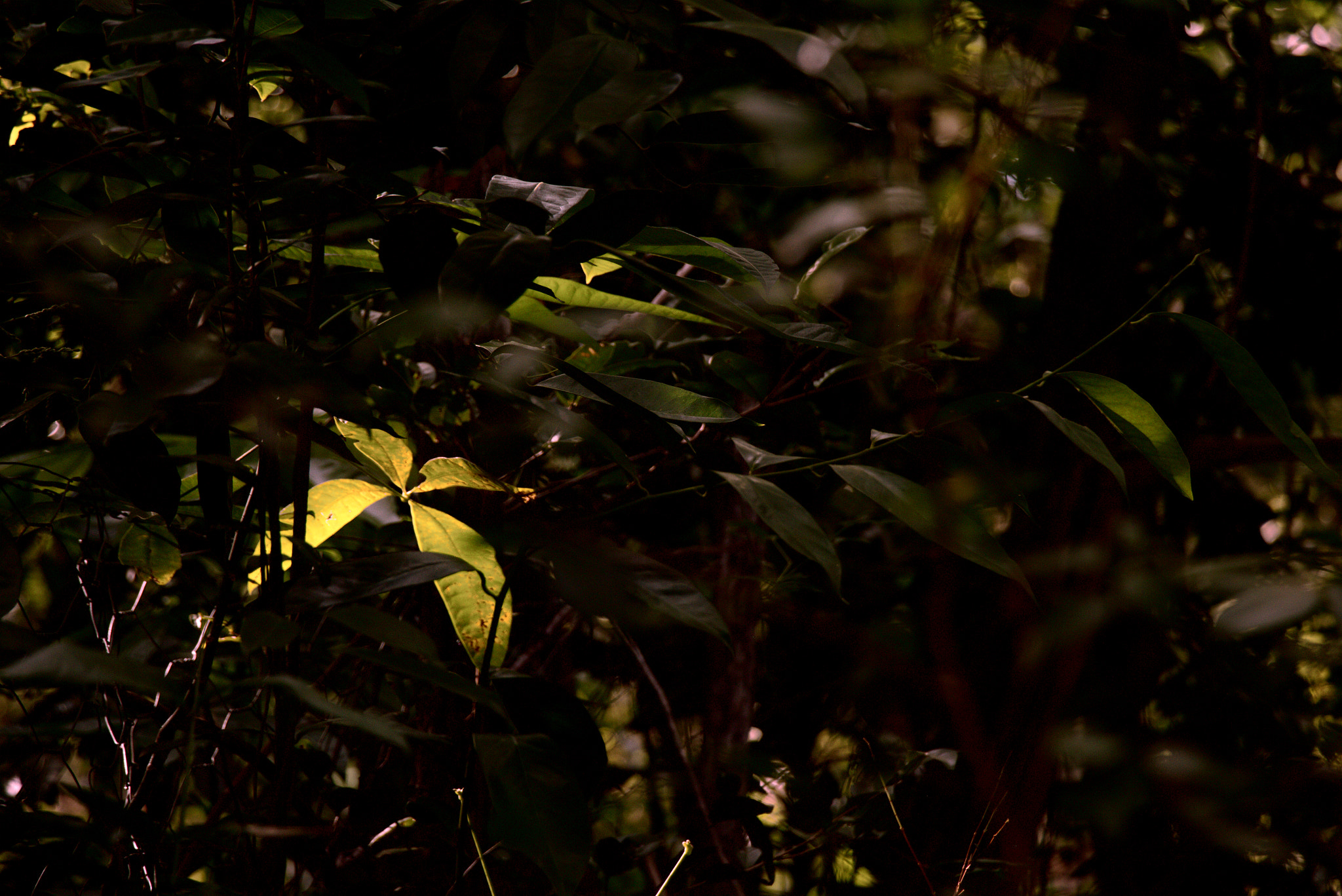 Canon EOS 650D (EOS Rebel T4i / EOS Kiss X6i) sample photo. Luzdosol photography