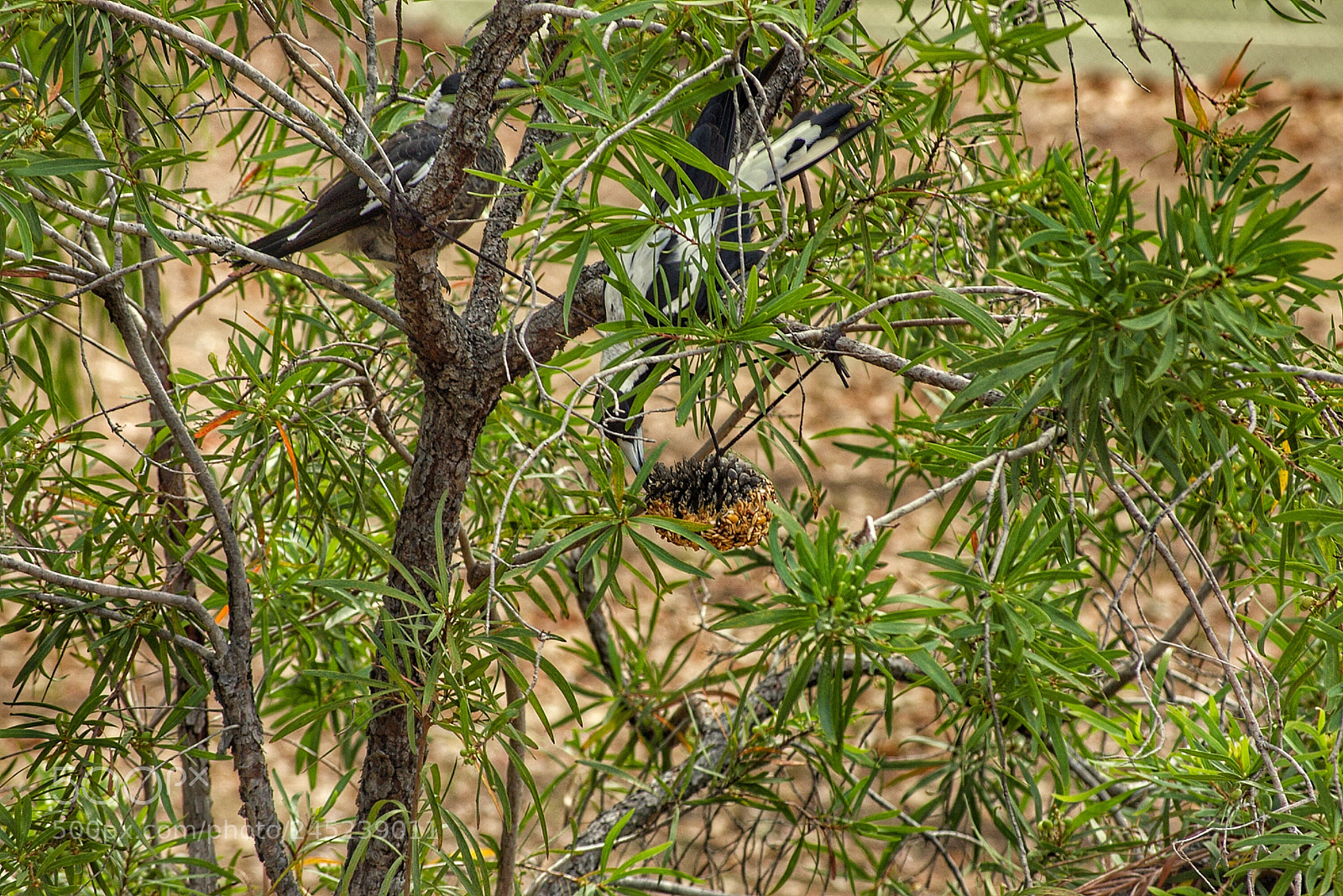 Pentax K100D sample photo. Hungry magpies photography