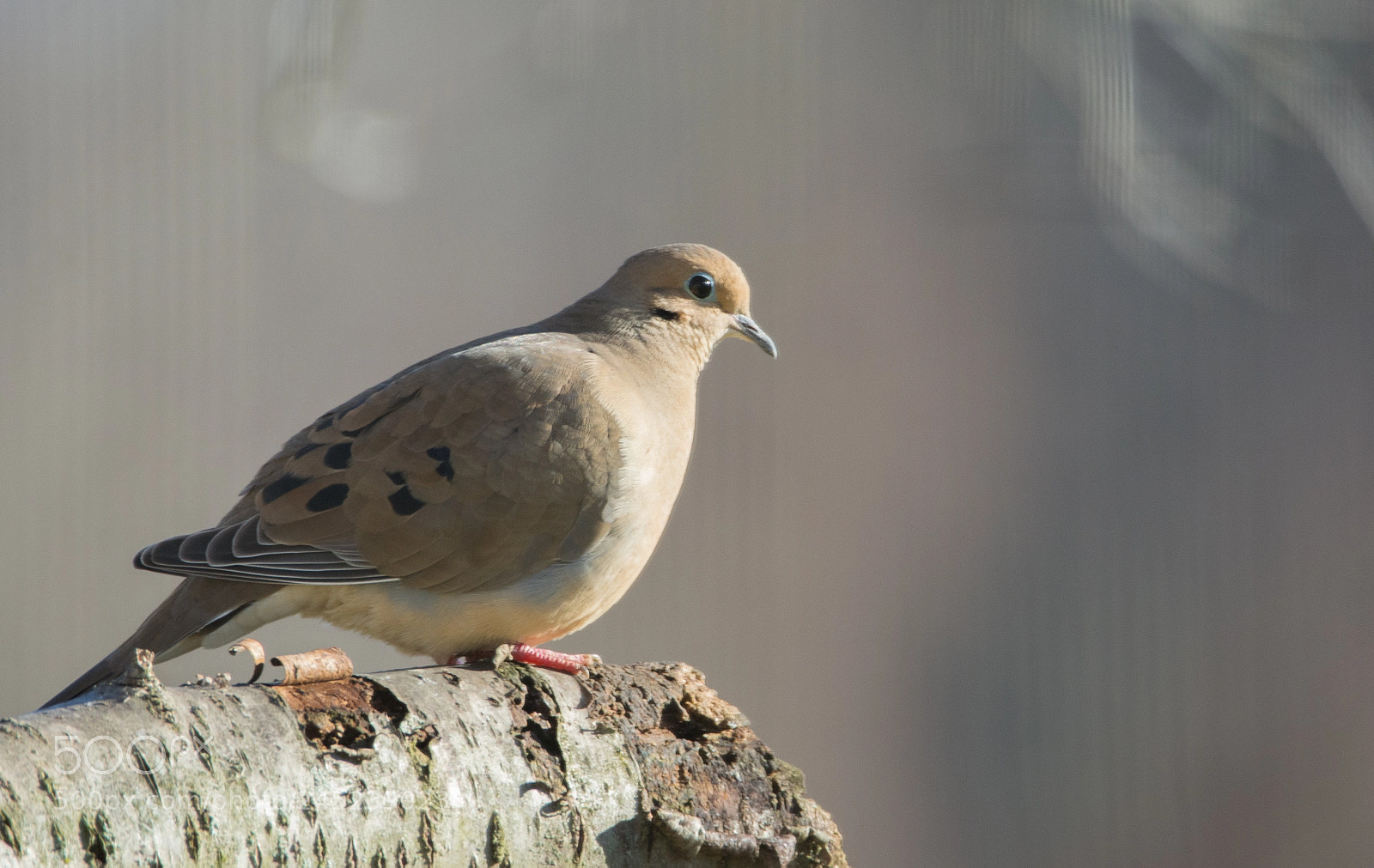 Nikon D5200 sample photo. Mourning dove perched on photography