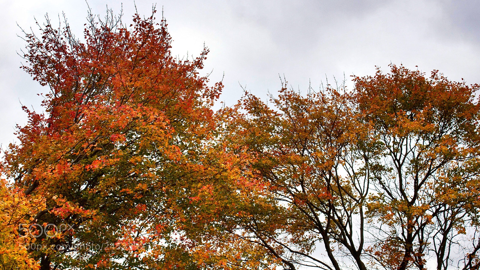 Canon EOS 1200D (EOS Rebel T5 / EOS Kiss X70 / EOS Hi) sample photo. Autumn photography