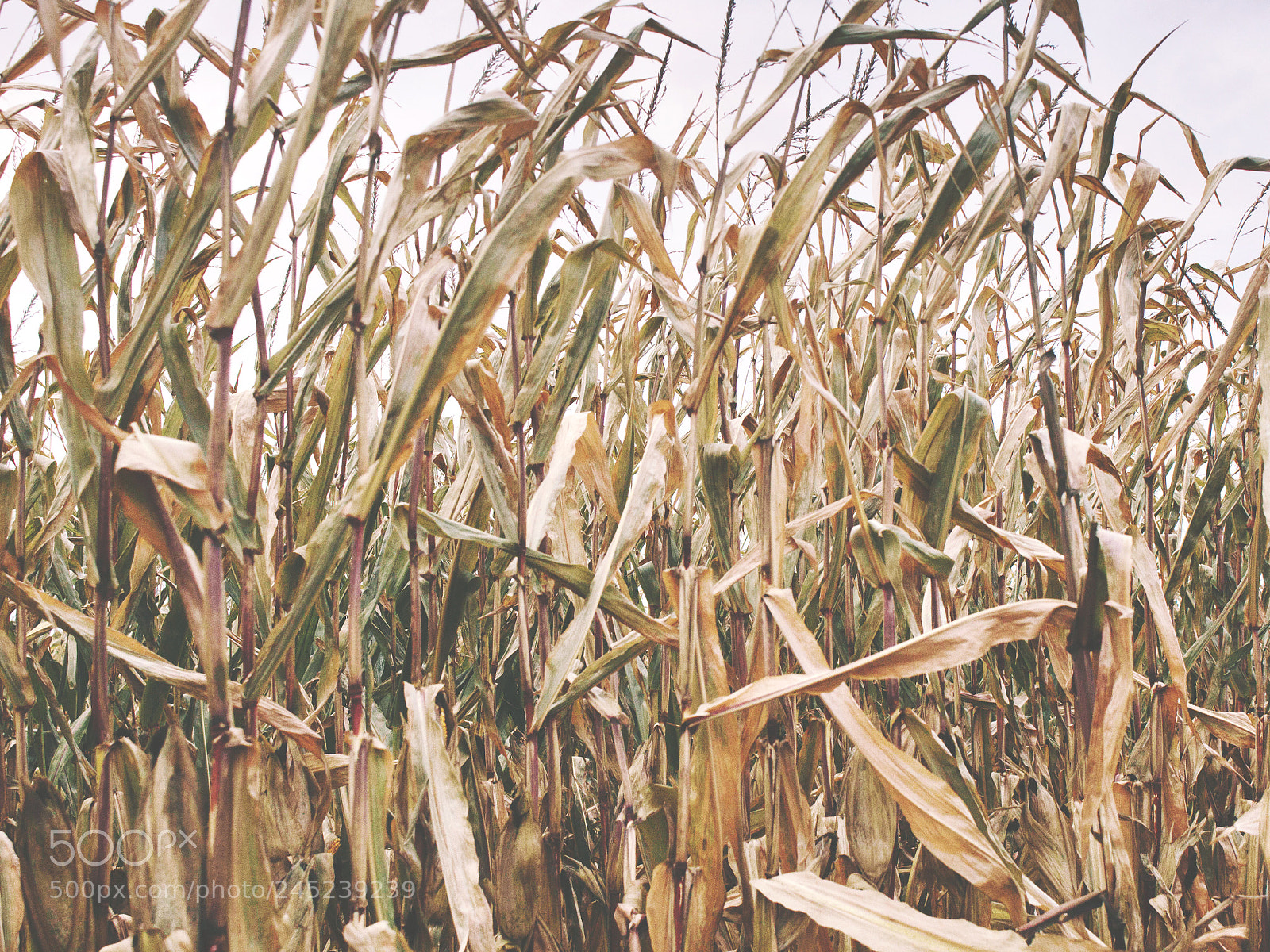 Canon EOS 1200D (EOS Rebel T5 / EOS Kiss X70 / EOS Hi) sample photo. Corn field photography
