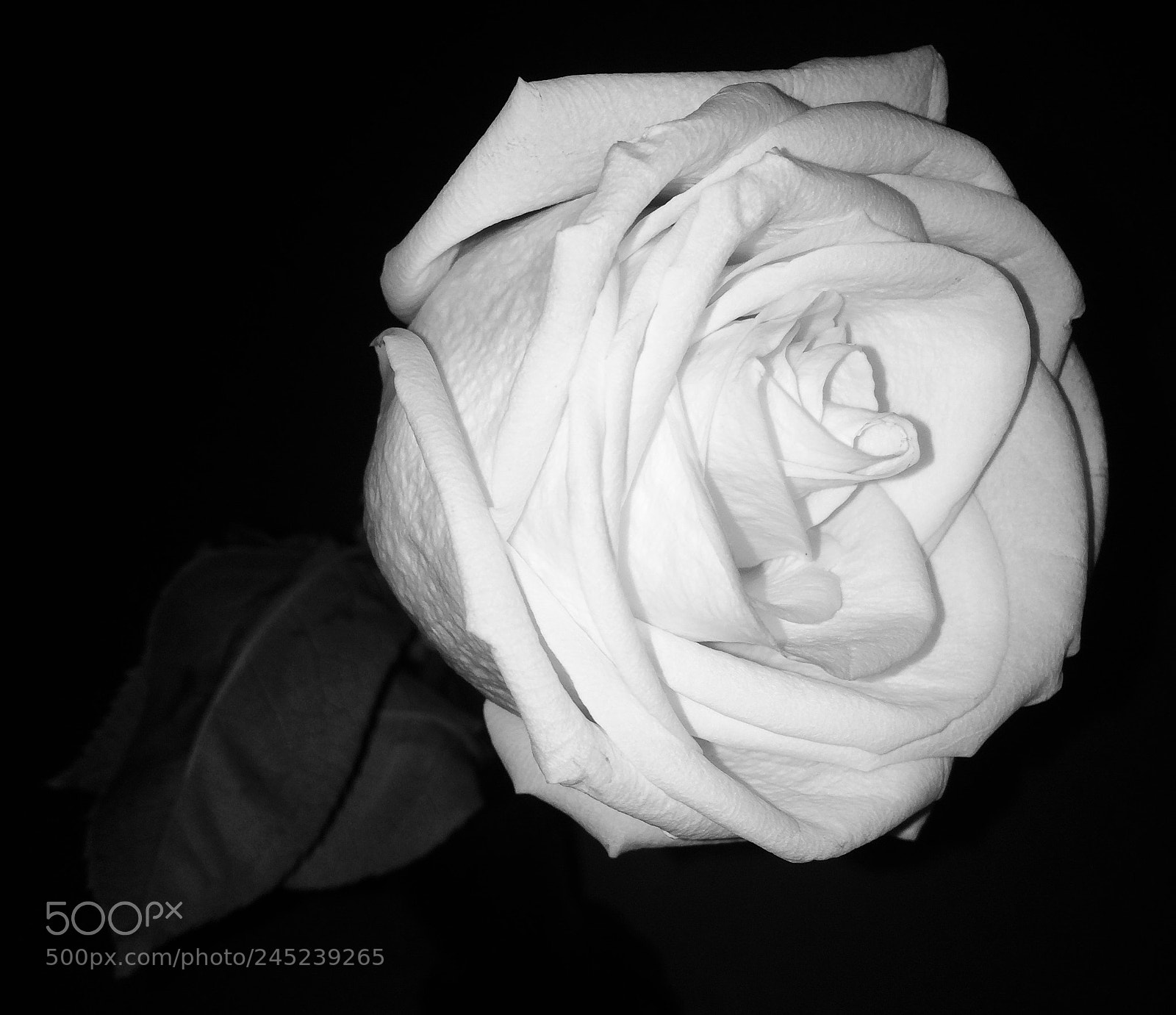 Apple iPhone 5s sample photo. White rose shot on photography