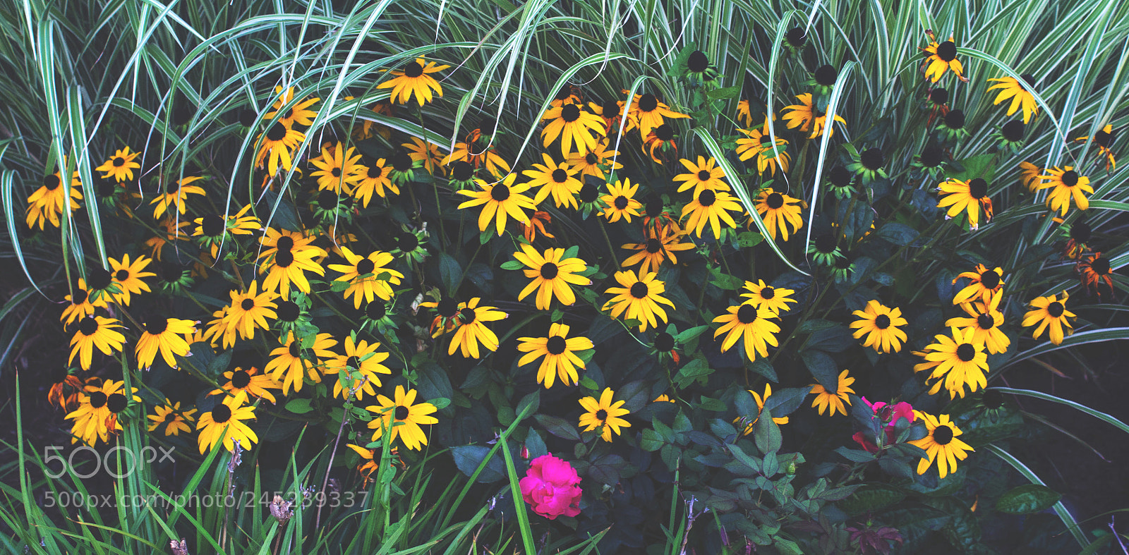 Canon EOS 1200D (EOS Rebel T5 / EOS Kiss X70 / EOS Hi) sample photo. Flower boy photography
