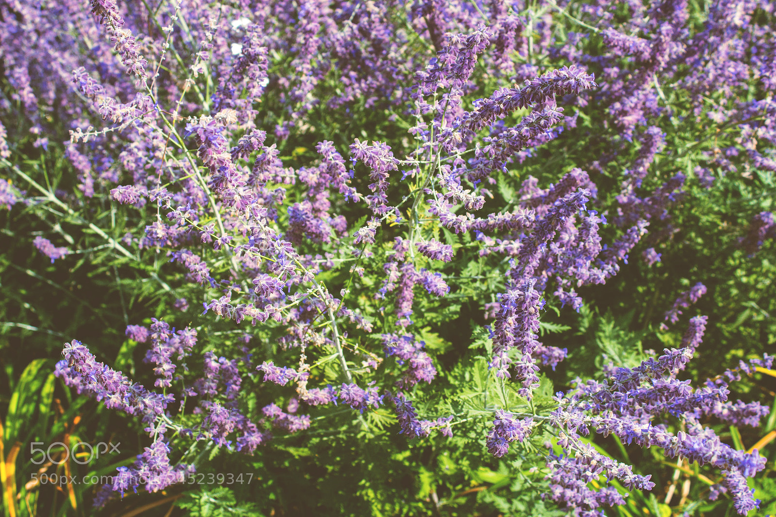 Canon EOS 1200D (EOS Rebel T5 / EOS Kiss X70 / EOS Hi) sample photo. Nepeta flowers photography