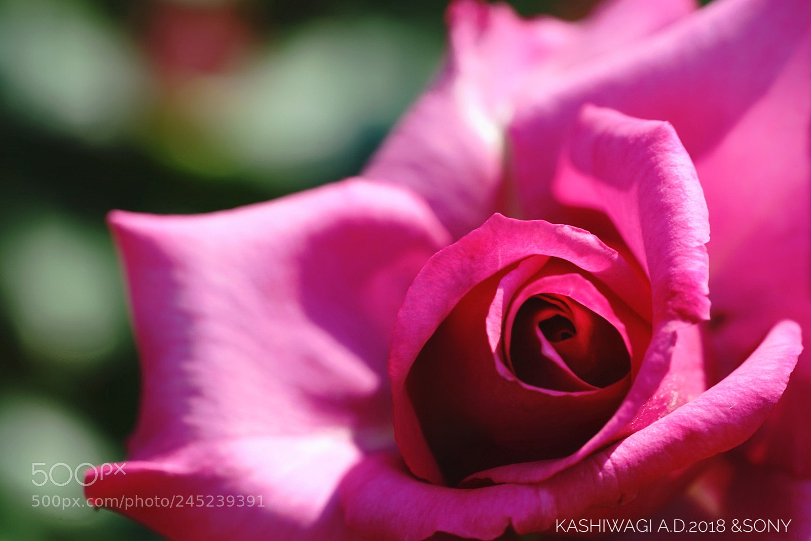 Sony a7 II sample photo. Untitled photography