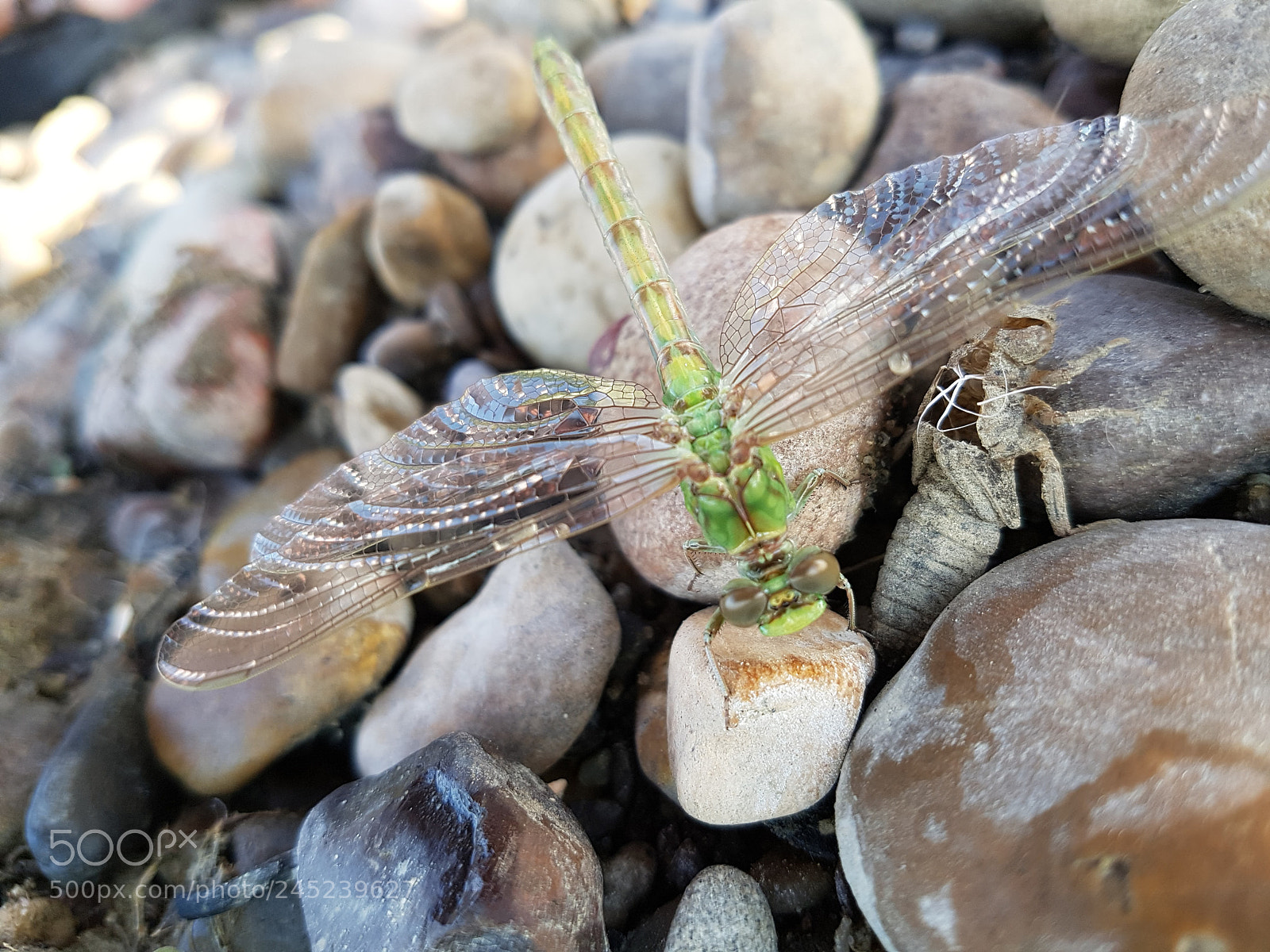 Samsung Galaxy S7 sample photo. Transformation. photography