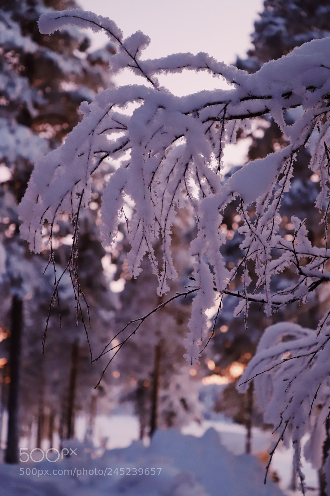 Canon EOS 6D Mark II sample photo. Ice baby photography