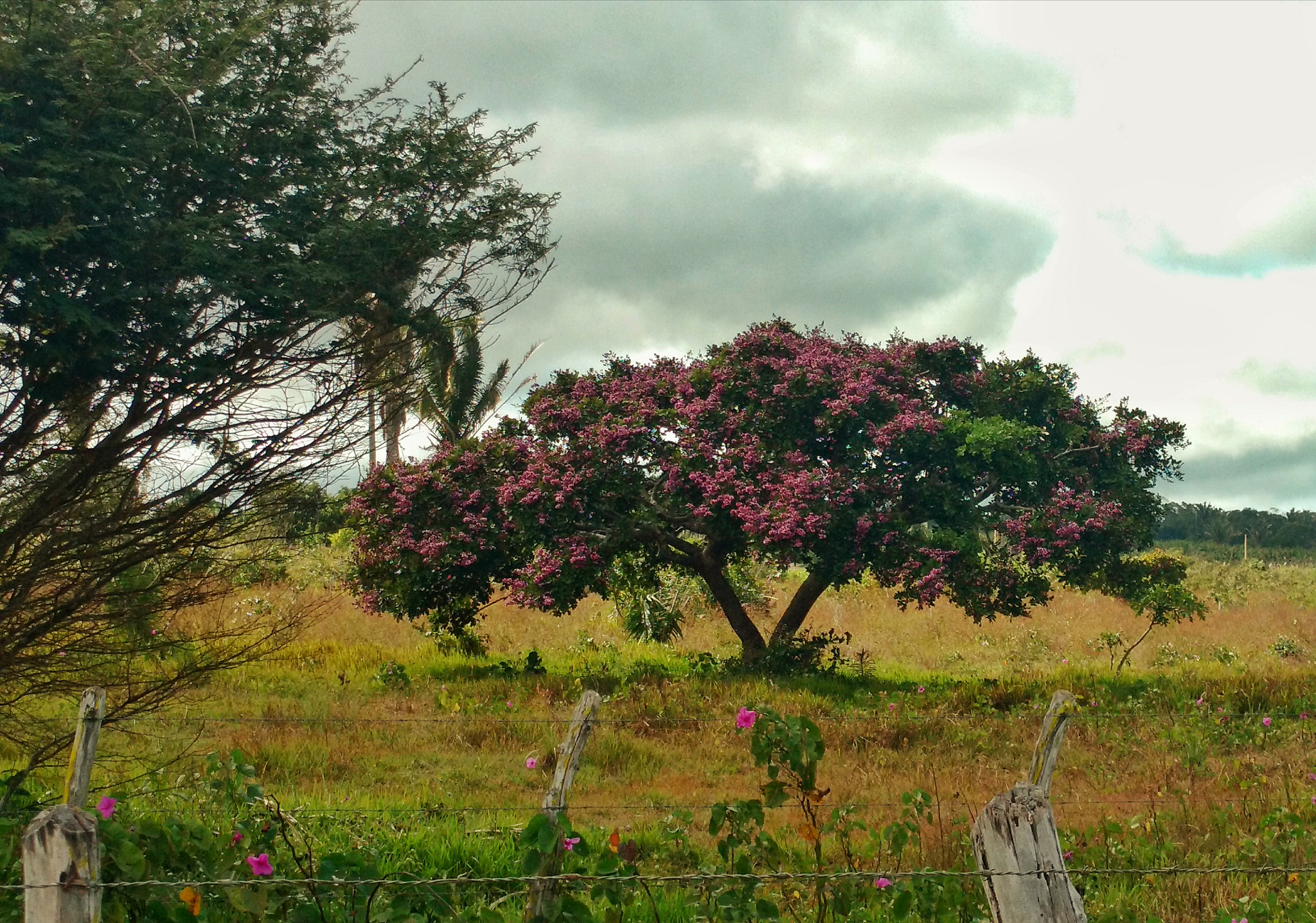 Motorola XT1563 sample photo