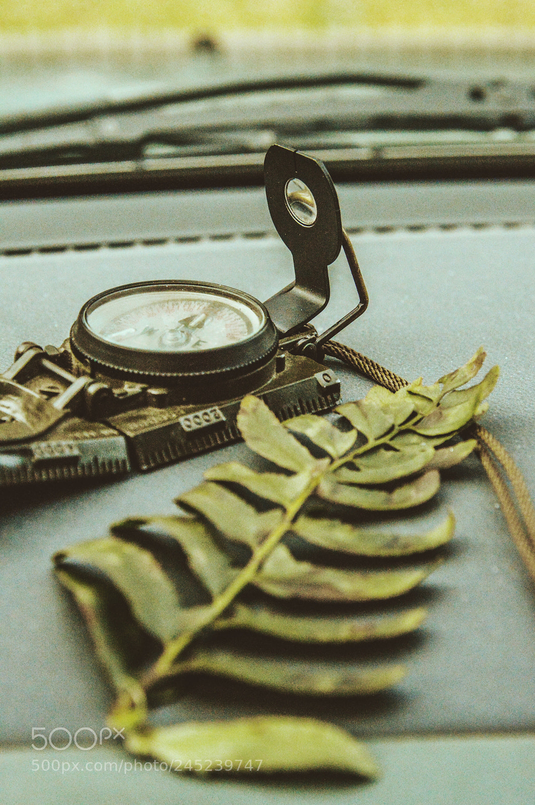 Nikon D3200 sample photo. Hunting ferns. photography