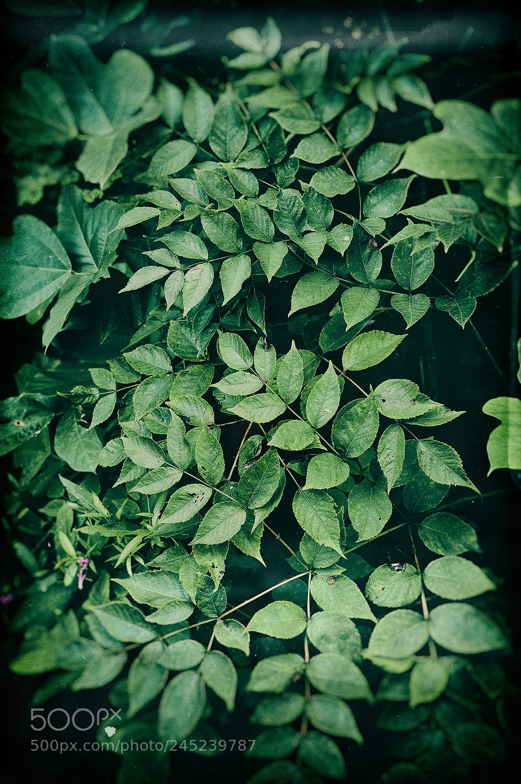 Nikon D3 sample photo. Deep green photography