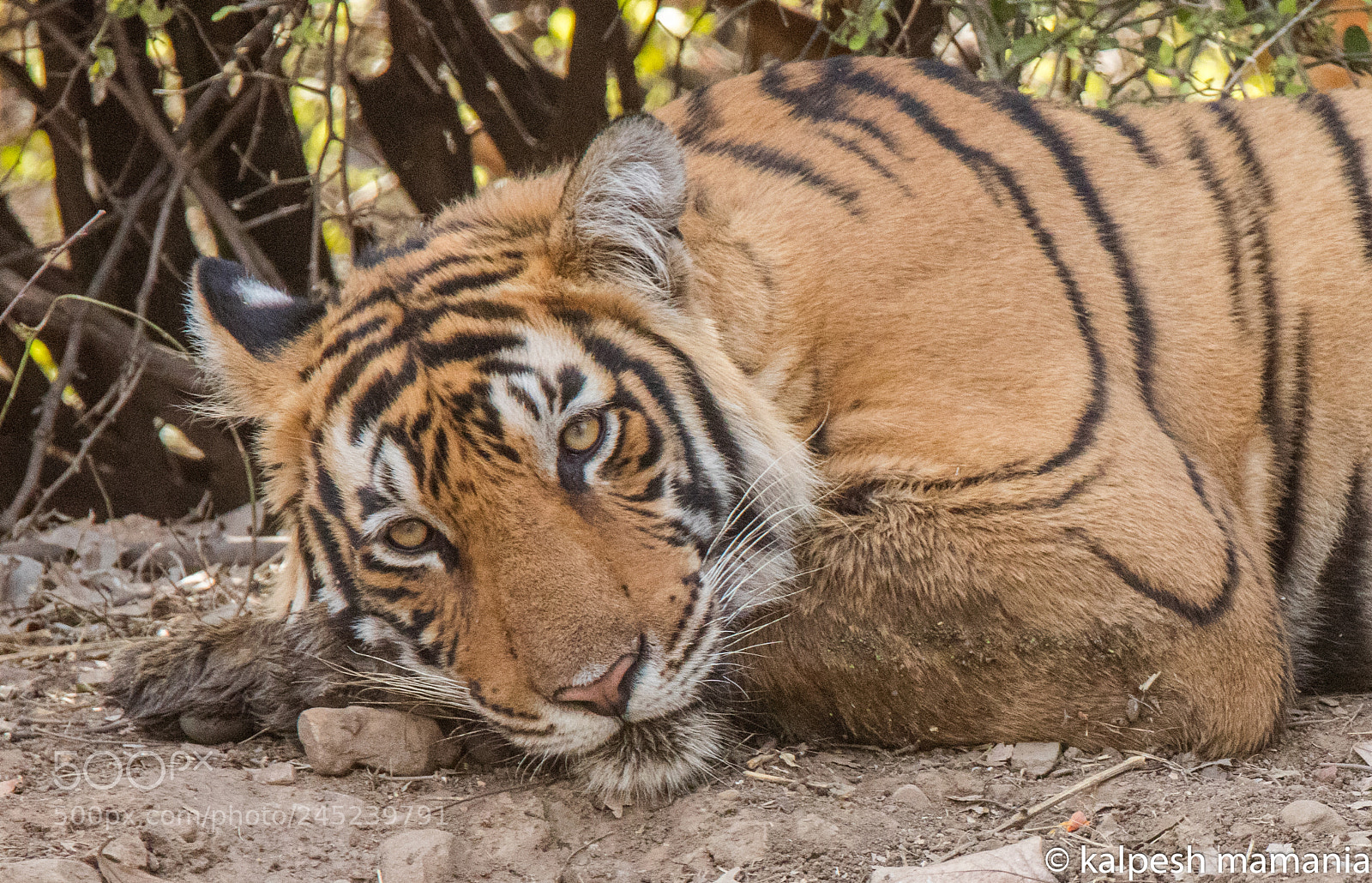 Canon EOS 5DS R sample photo. Tiger photography