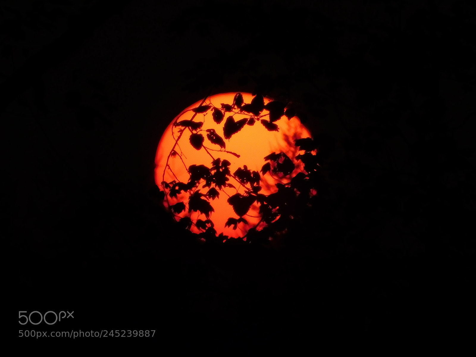 Nikon Coolpix B500 sample photo. Red sun photography