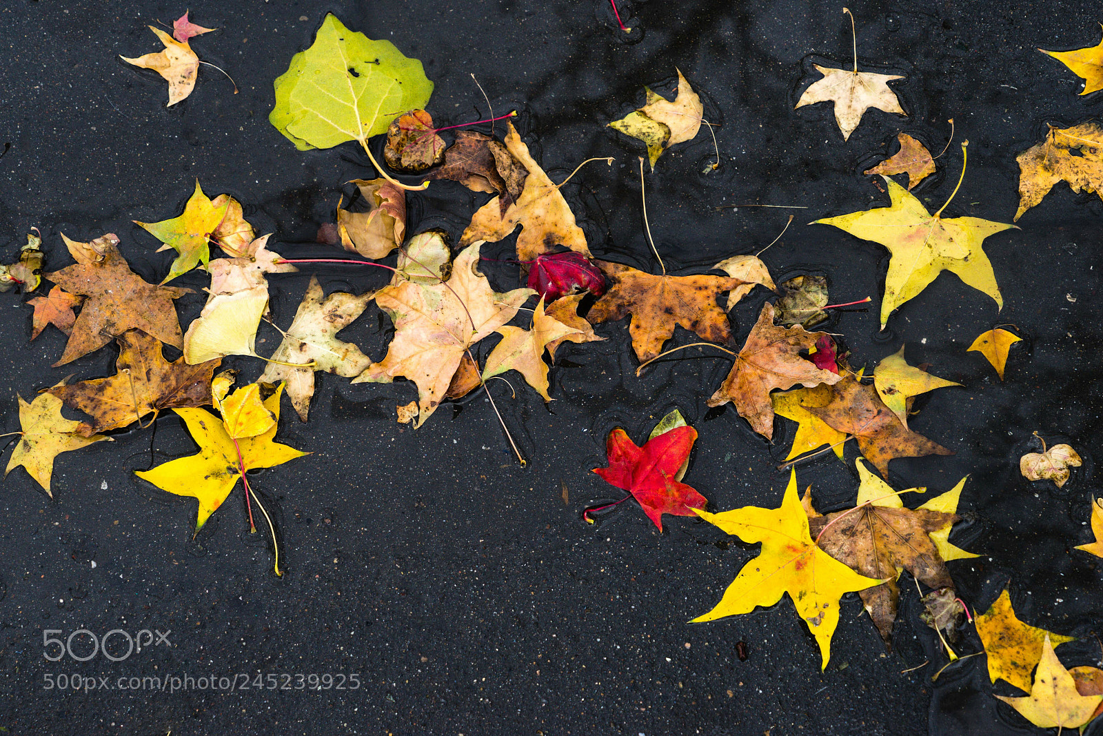 Sony a7 sample photo. Colorful autumn photography