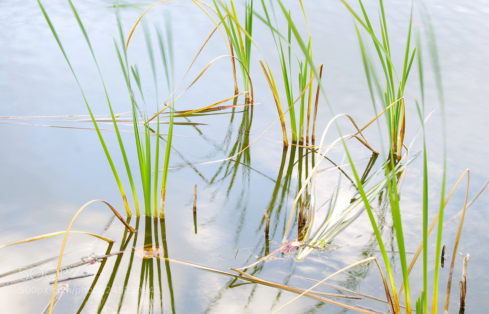 Pentax K-5 sample photo. Reeds by design photography