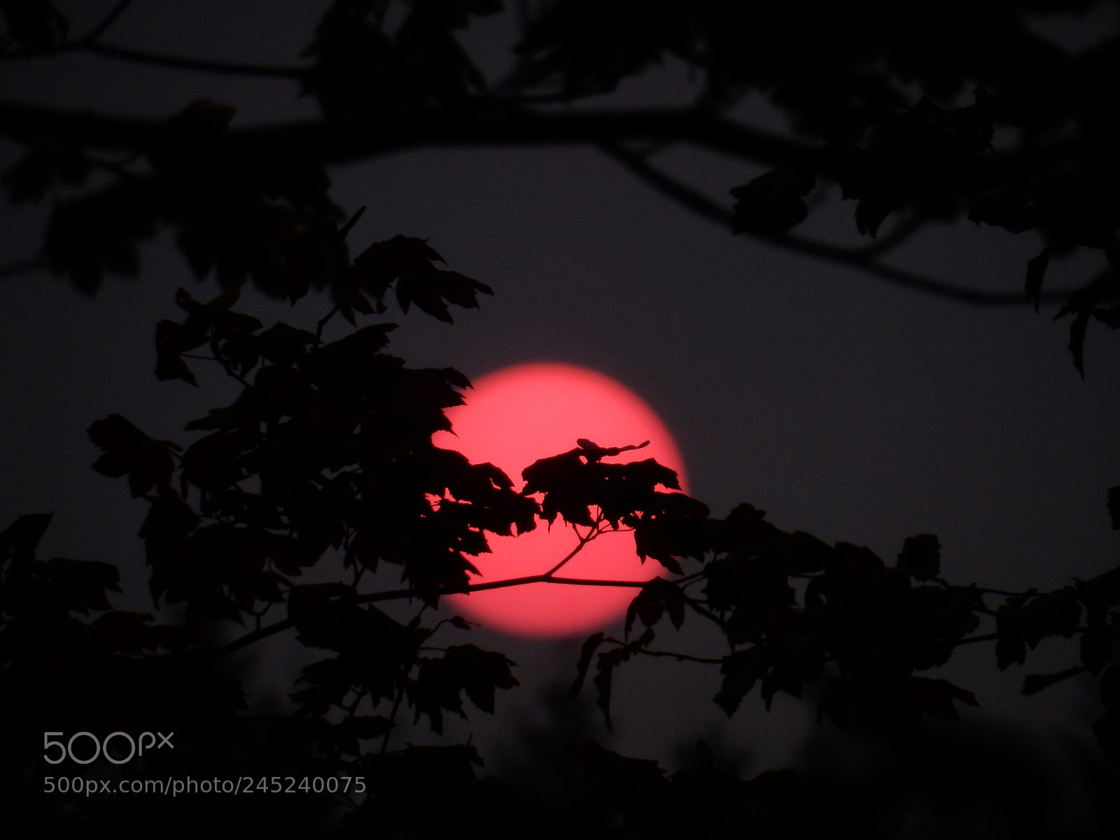 Nikon Coolpix S9900 sample photo. Red sun photography