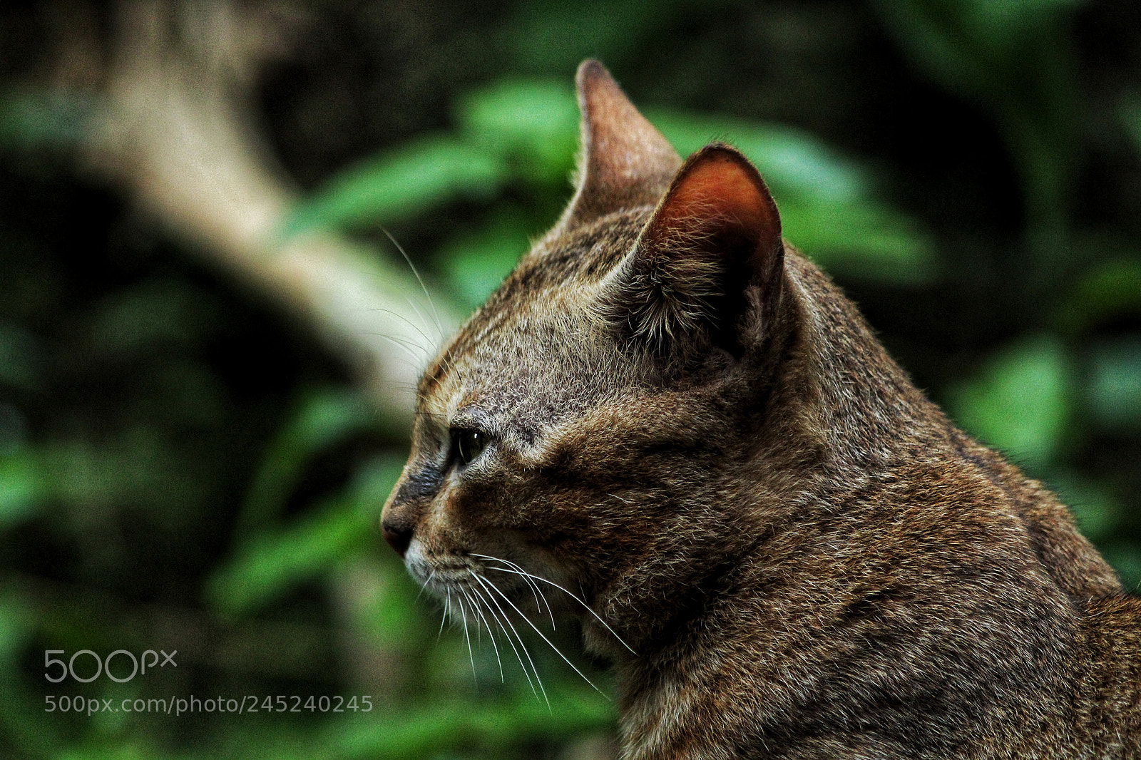 Canon EOS 1300D (EOS Rebel T6 / EOS Kiss X80) sample photo. Meow photography