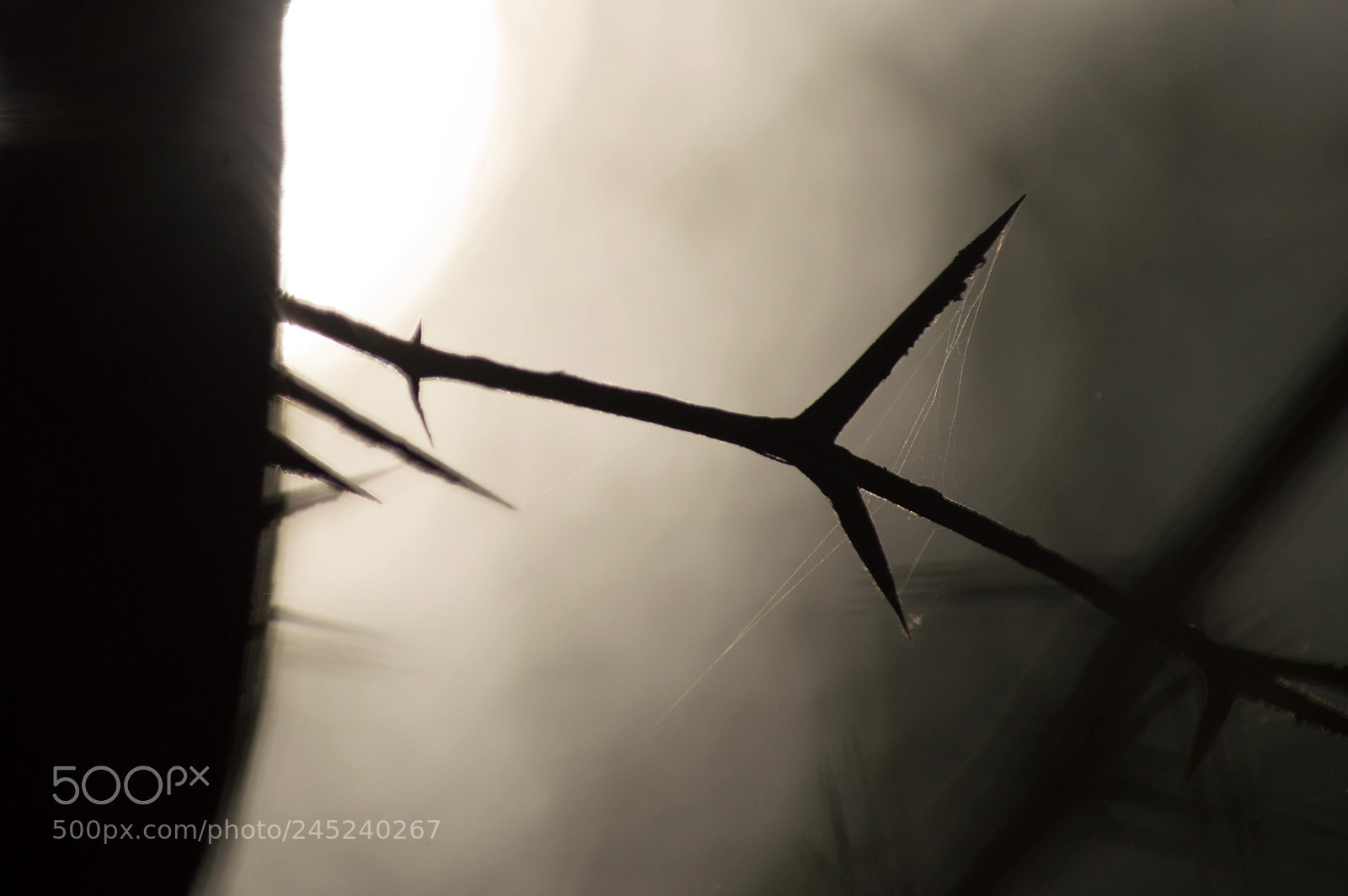 Nikon D3200 sample photo. A king´s crown photography