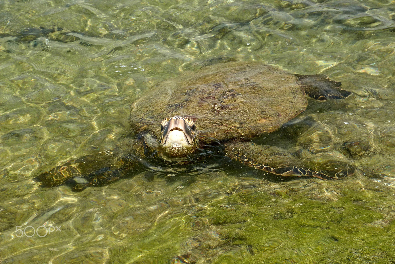 Panasonic Lumix DMC-FZ47 (Lumix DMC-FZ48) sample photo. Face to face with a honu photography