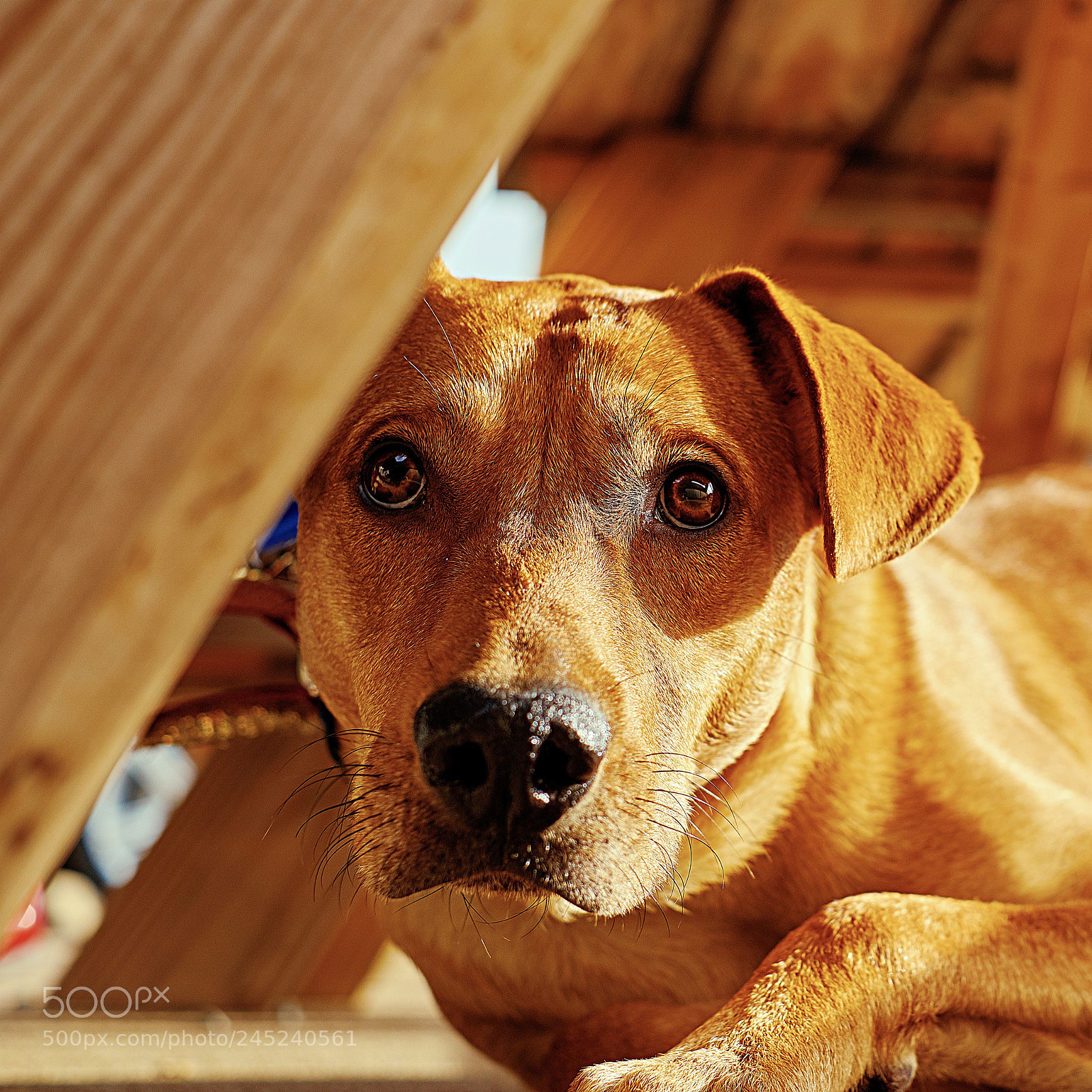 Fujifilm X-T20 sample photo. Golden light photography