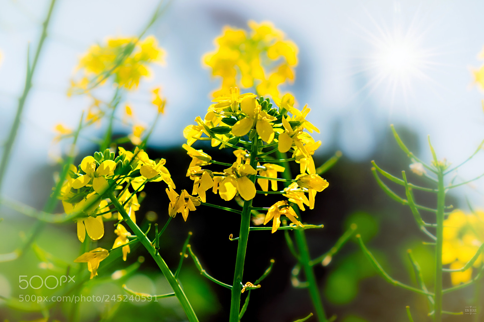Fujifilm X-T2 sample photo. Follow the light through photography