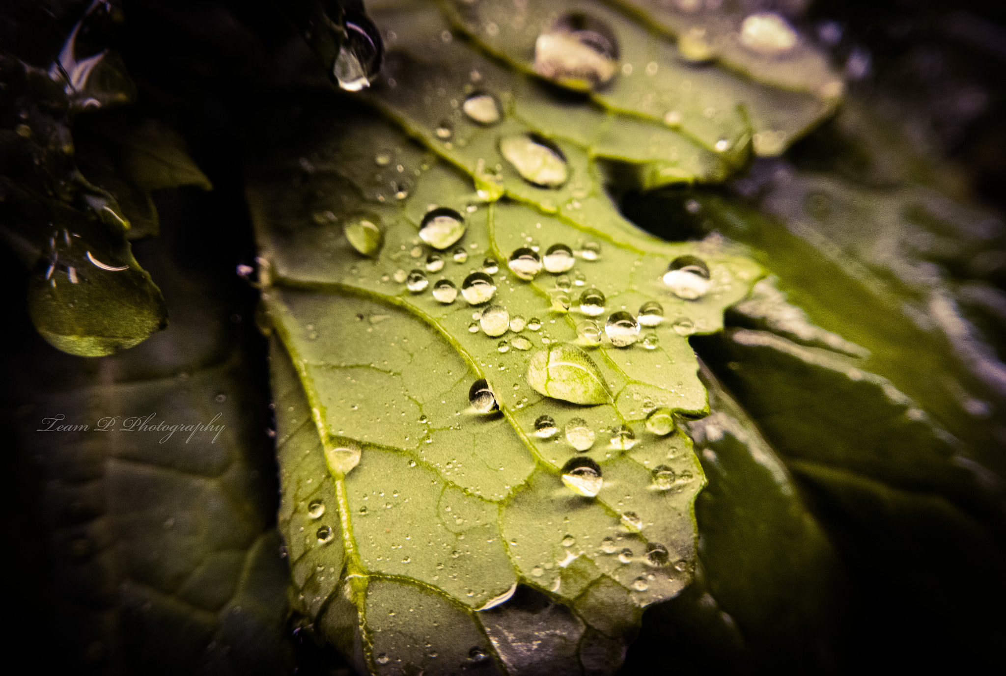 Nokia Lumia 929 sample photo. Vegetable shower photography