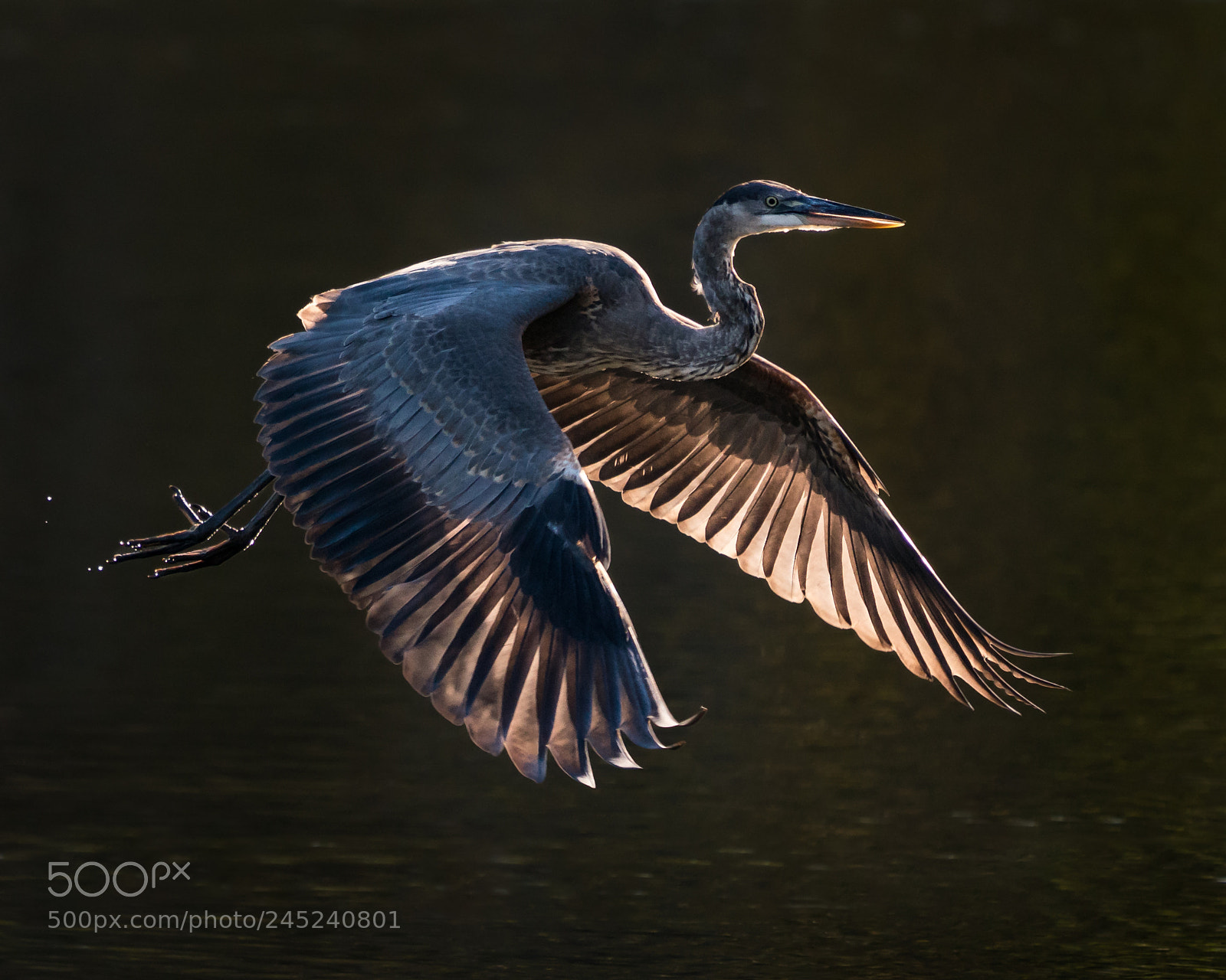 Sony a9 sample photo. Great blue heron in photography