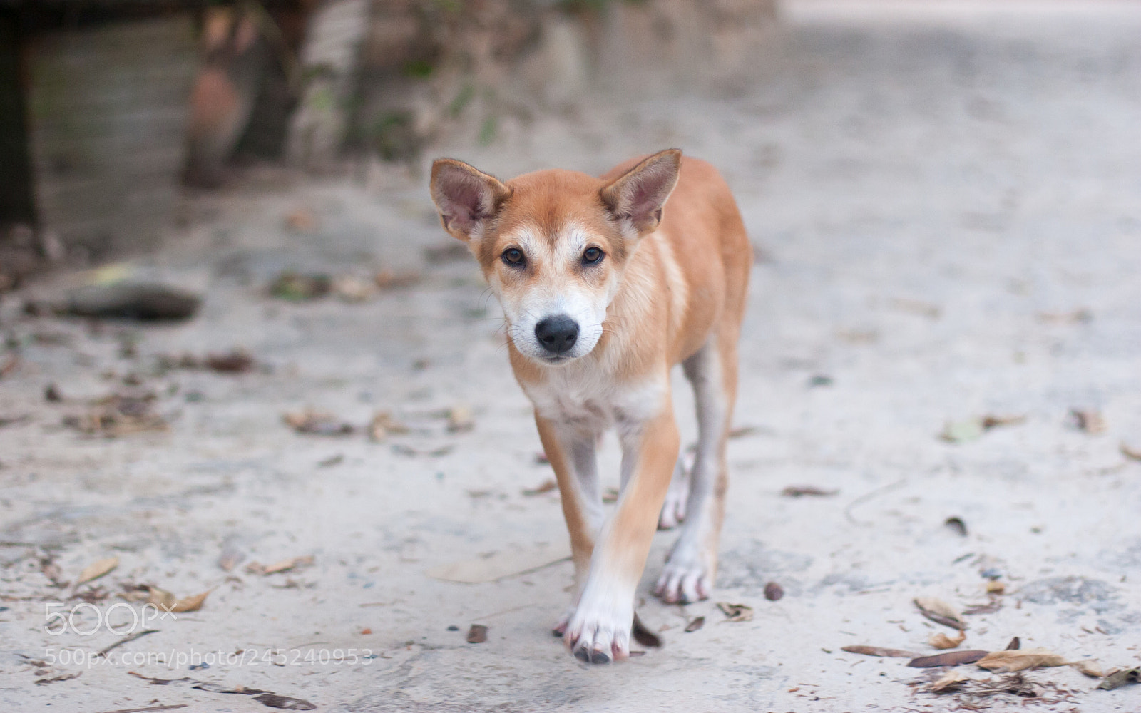Canon EOS 20D sample photo. Puppy photography