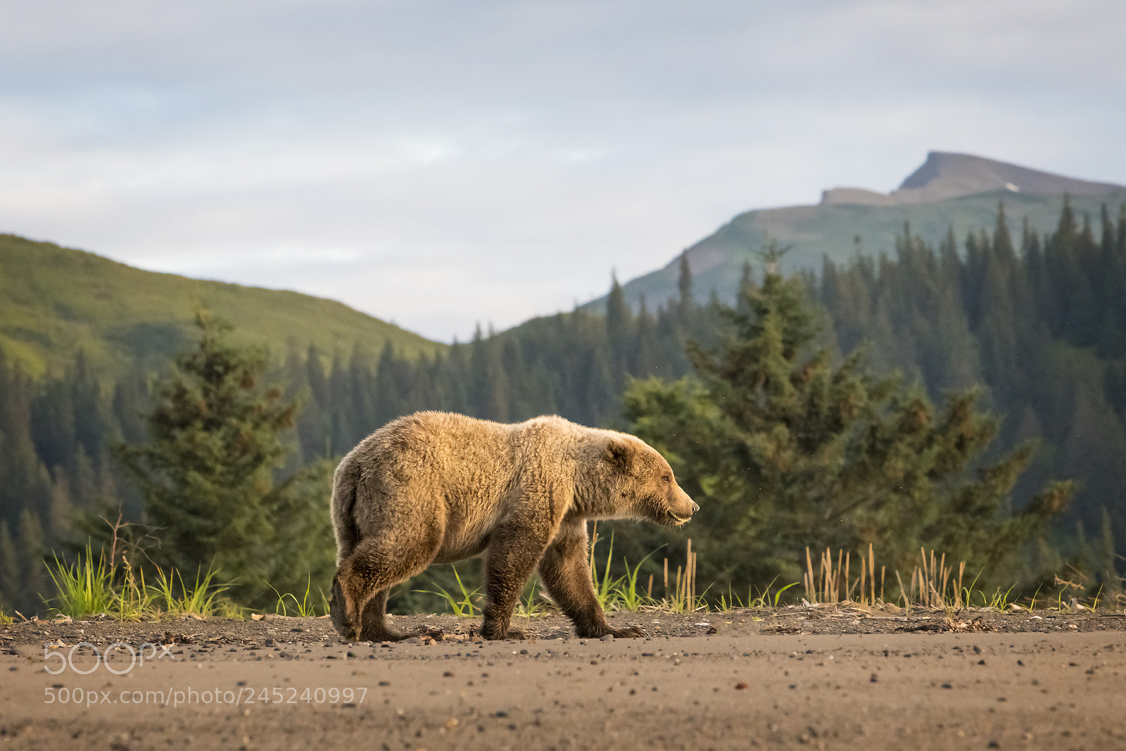 Nikon D500 sample photo. The orphan bearscape photography