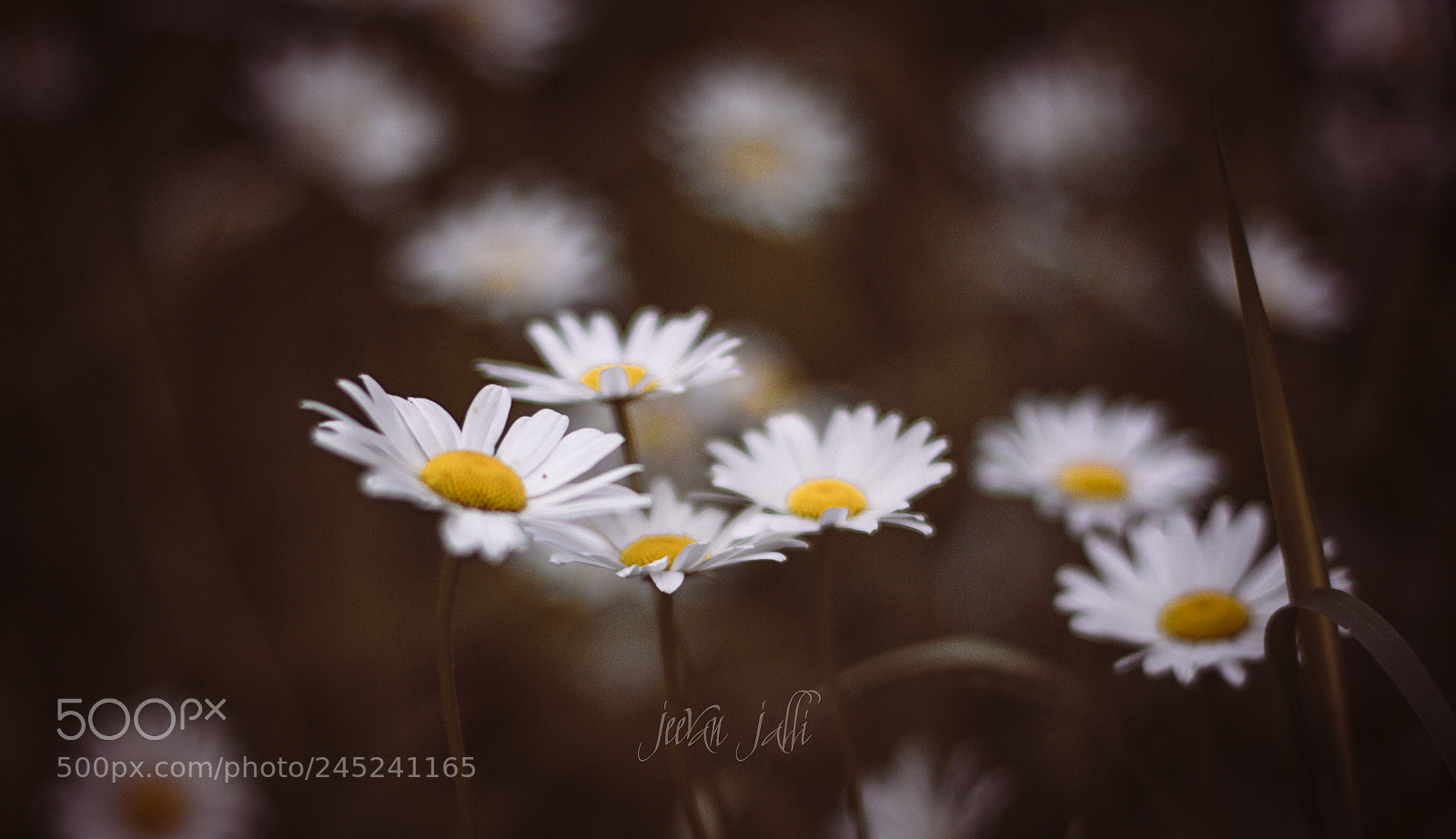 Nikon D3400 sample photo. Daisies photography