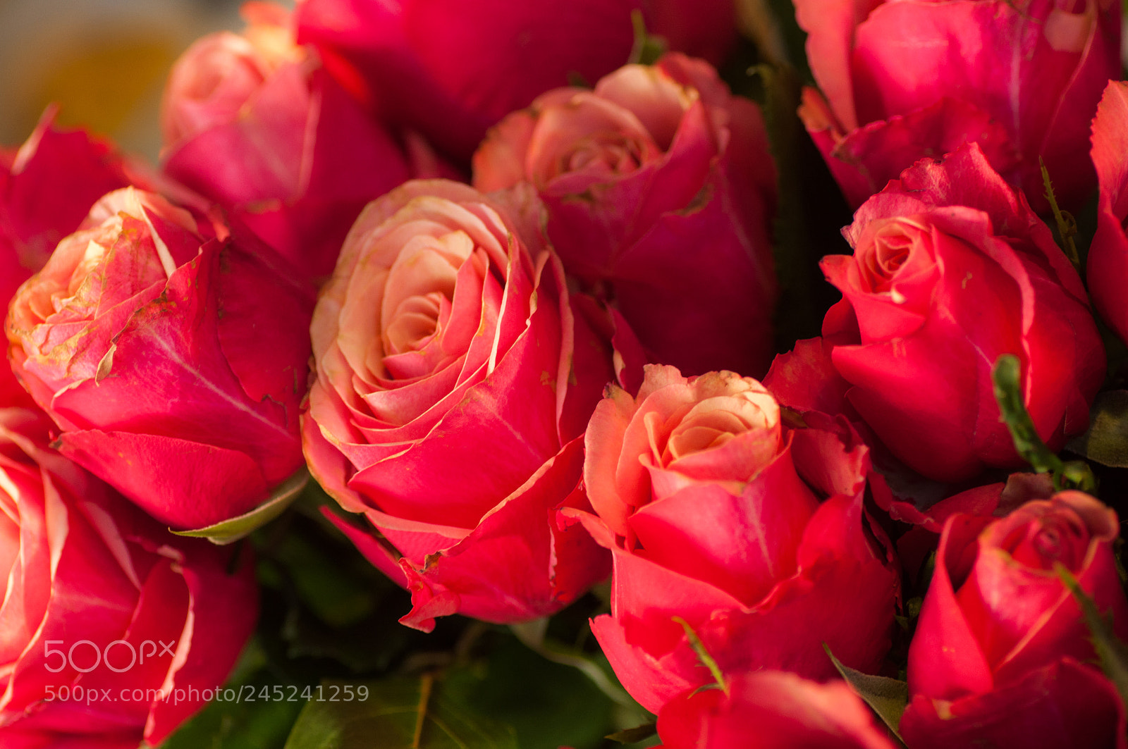 Nikon D90 sample photo. A bunch of roses photography