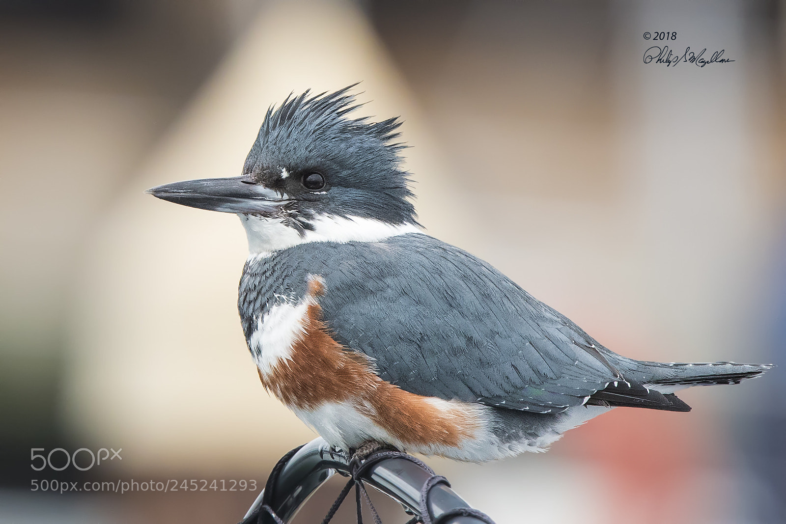 Nikon D500 sample photo. Belted kingfisher female photography