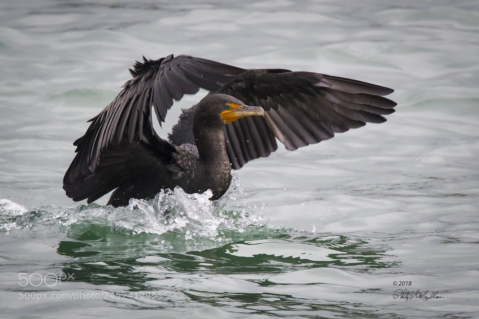 Nikon D500 sample photo. Double crested cormorant landing photography