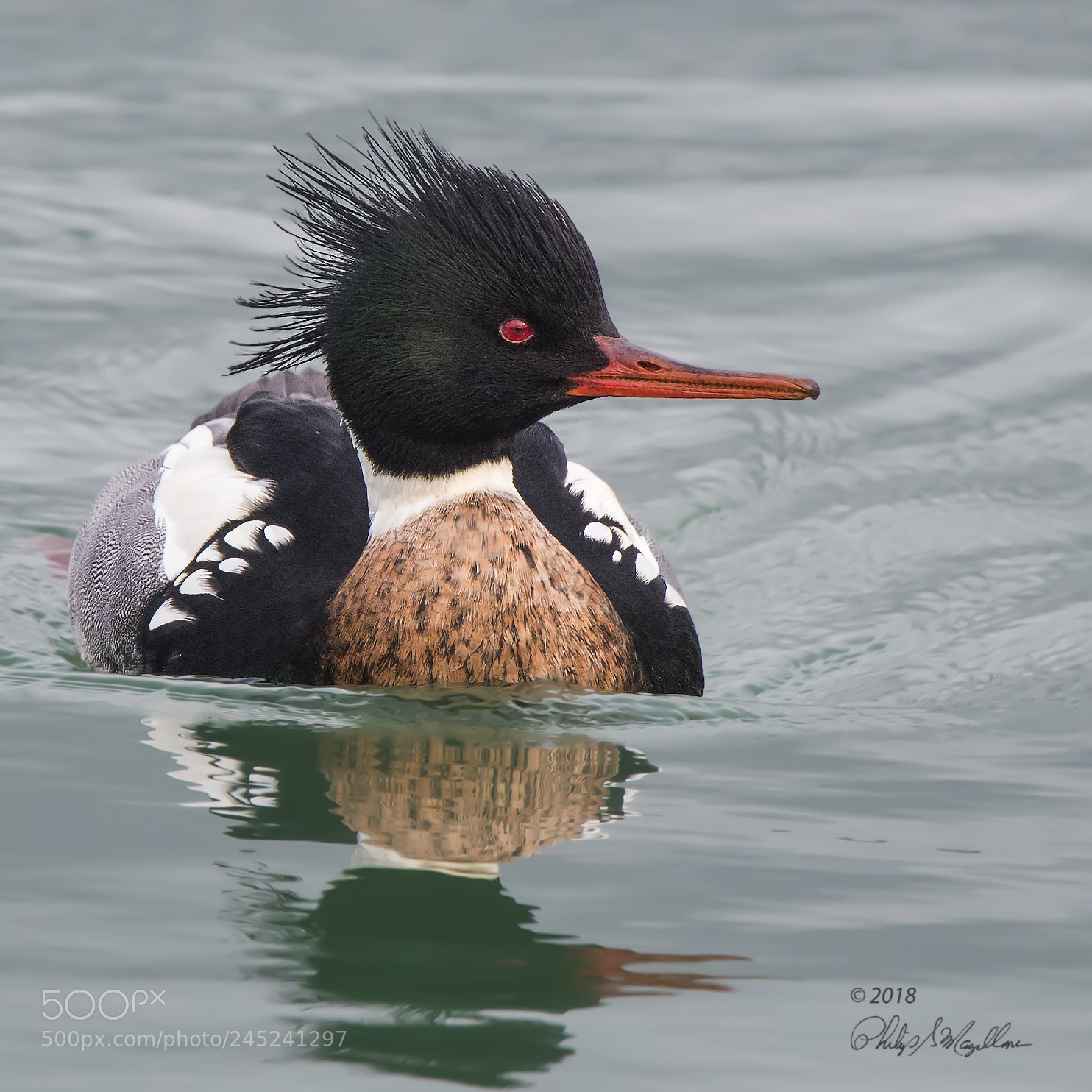 Nikon D500 sample photo. Red breasted merganser drake photography