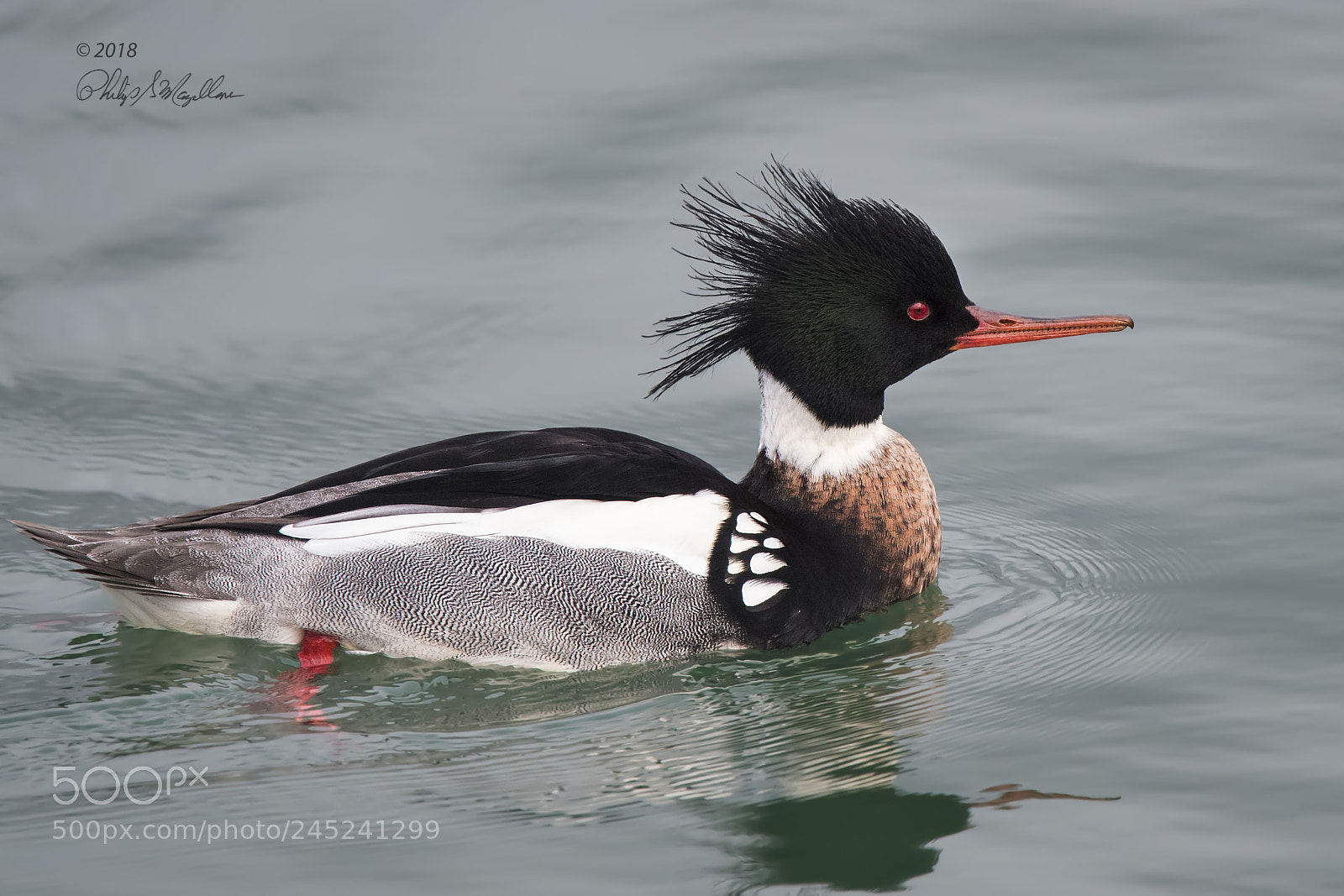 Nikon D500 sample photo. Red breasted merganser drake photography