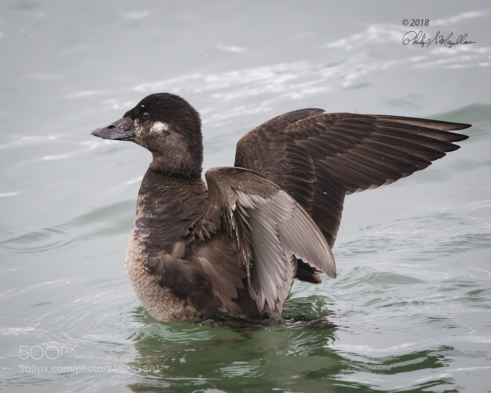 Nikon D500 sample photo. Surf scoter hen photography