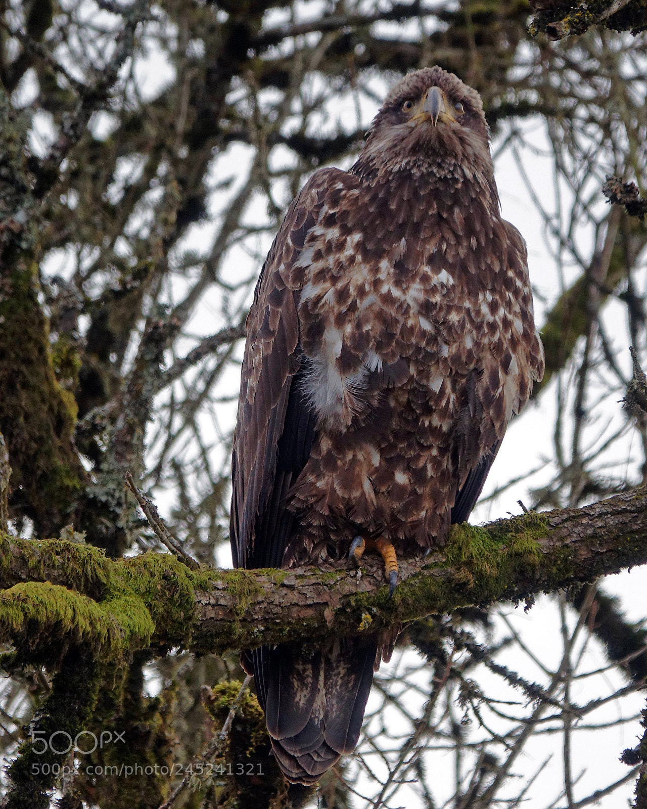 Sony Cyber-shot DSC-RX10 III sample photo. Young eagle photography