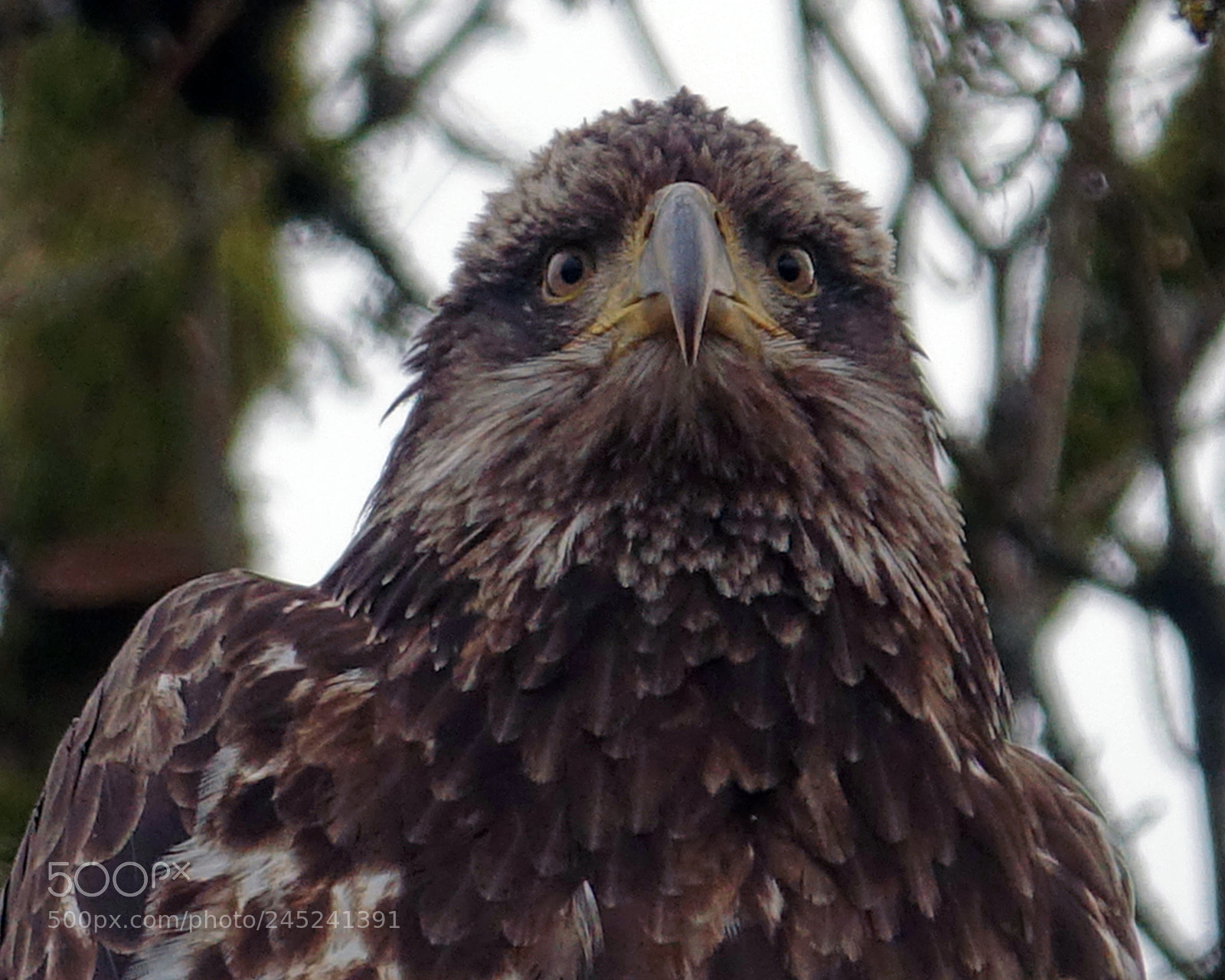 Sony Cyber-shot DSC-RX10 III sample photo. Young eagle portrait photography