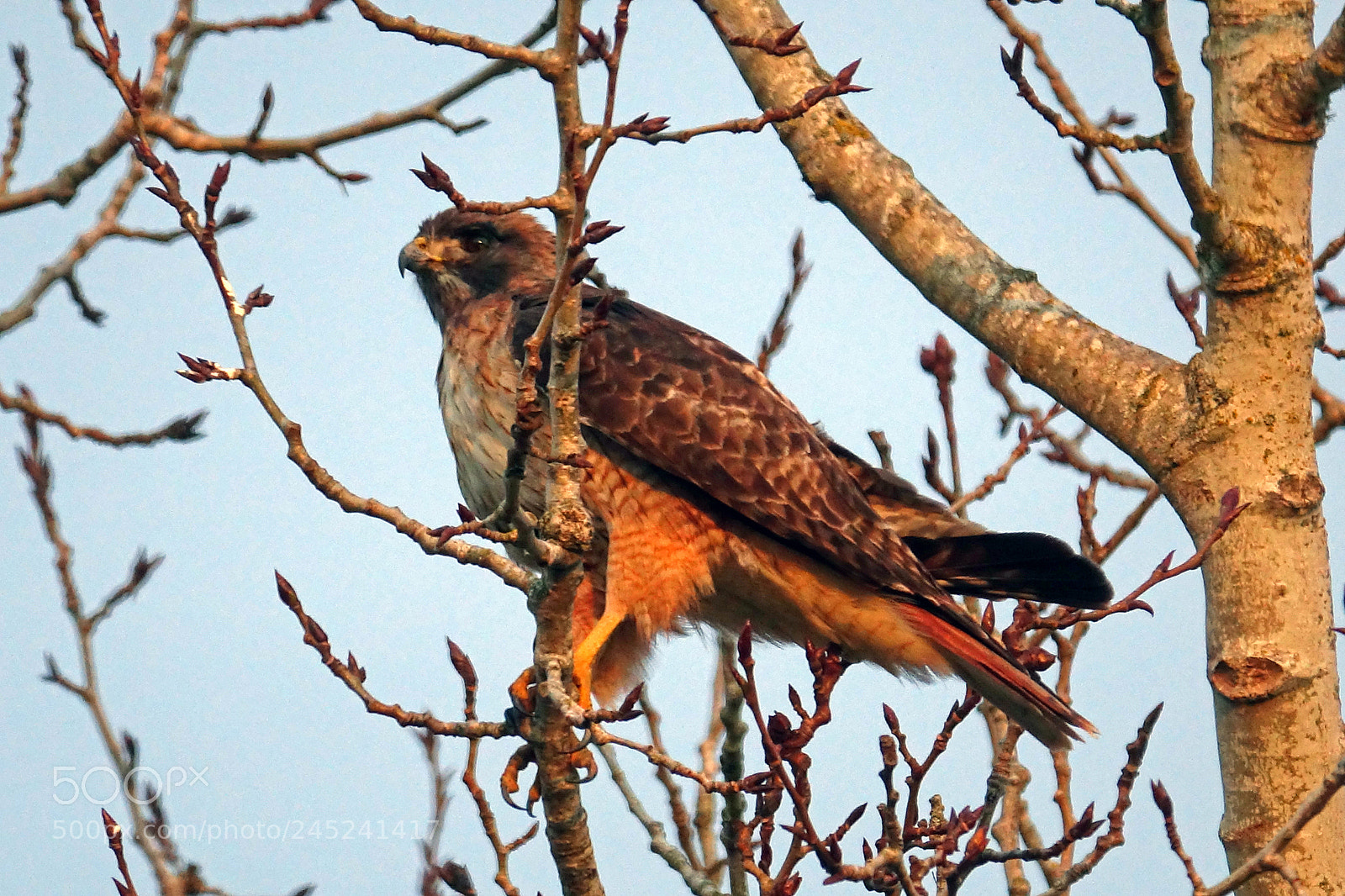 Sony Cyber-shot DSC-RX10 III sample photo. Red tail photography
