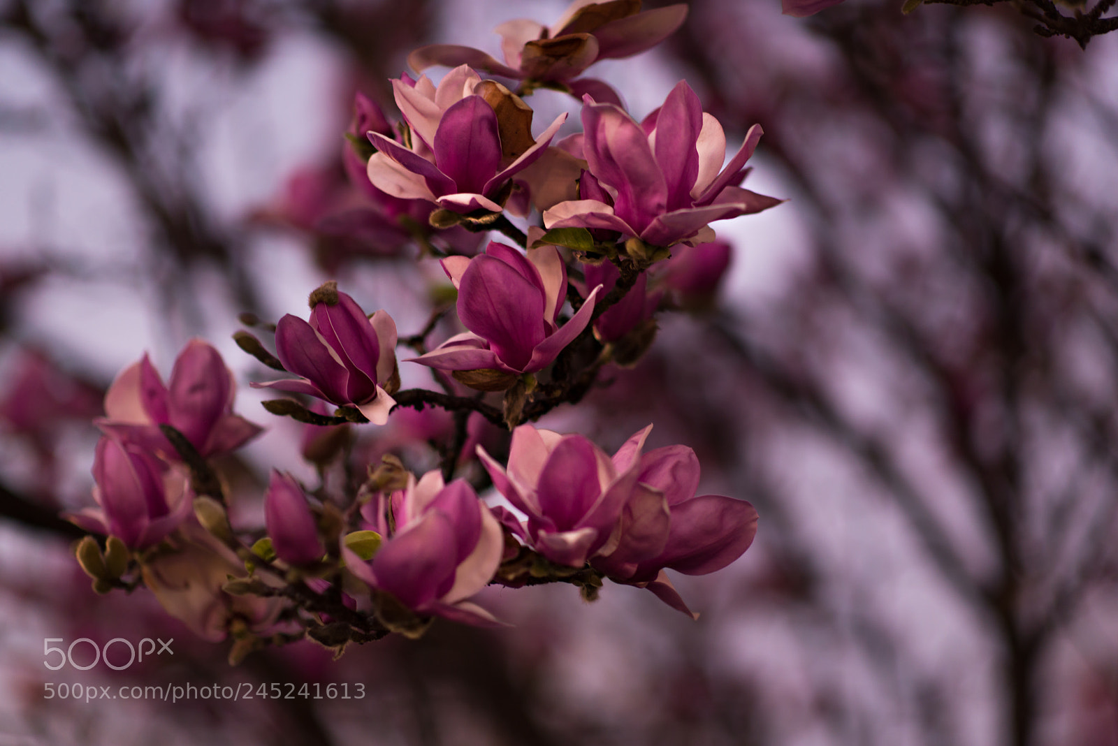 Nikon D610 sample photo. Evening magnolia photography