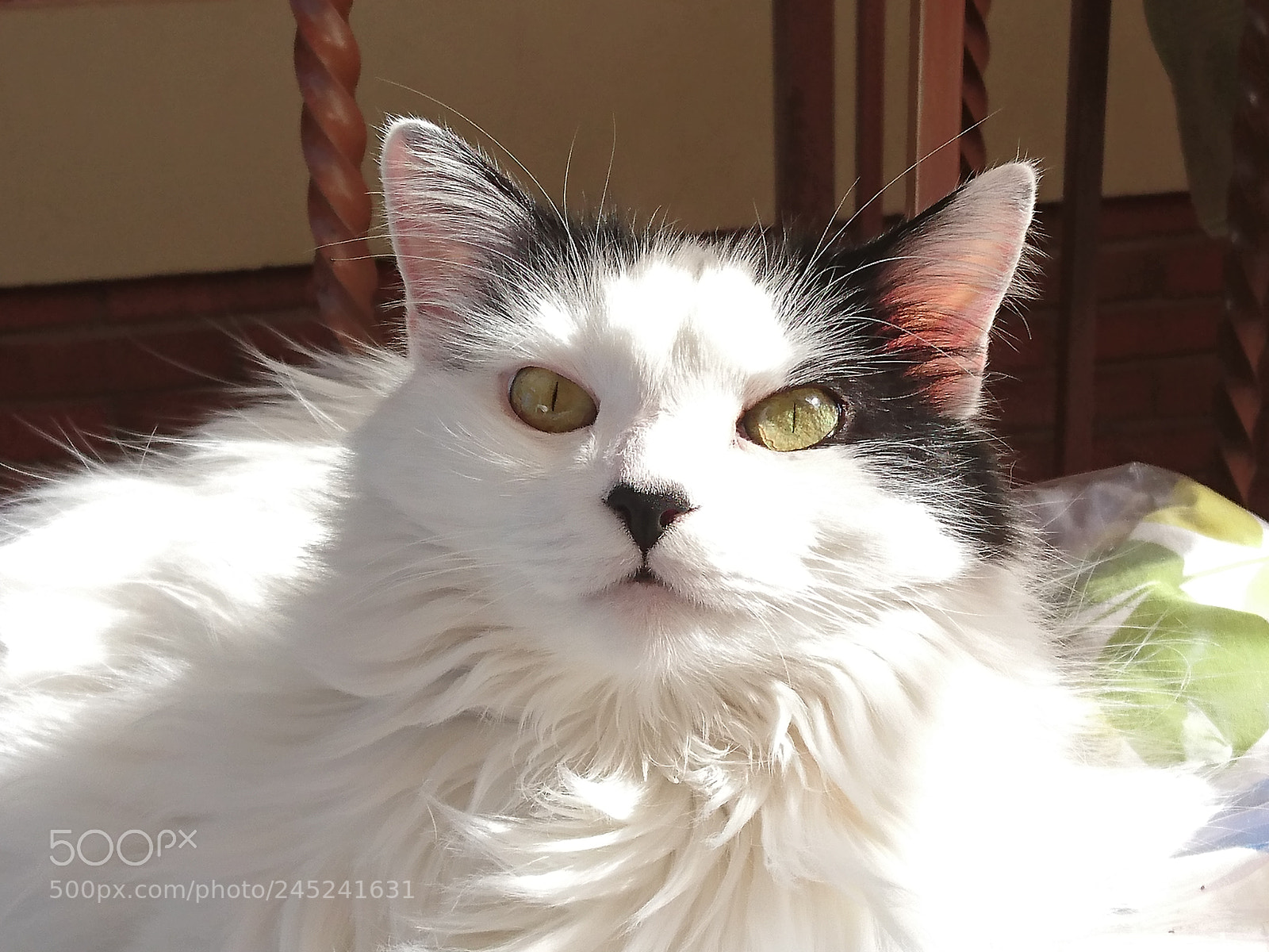 Sony Xperia Z5 sample photo. Lola photography