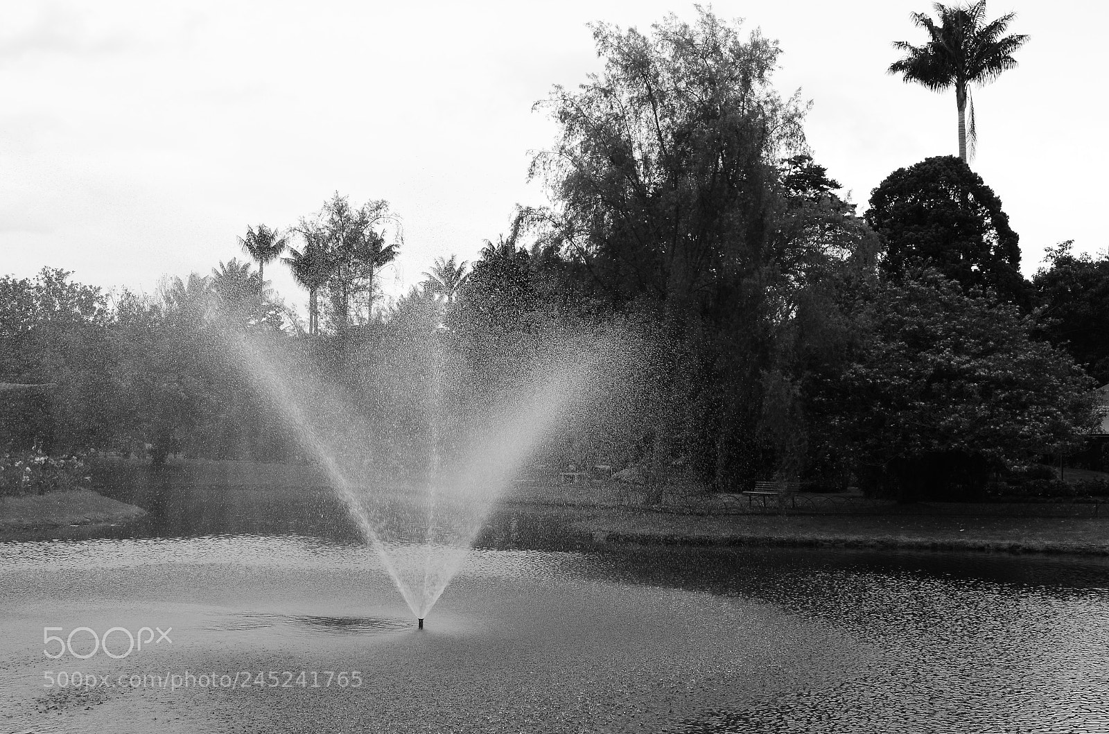 Nikon D5100 sample photo. Jard n bot nico photography