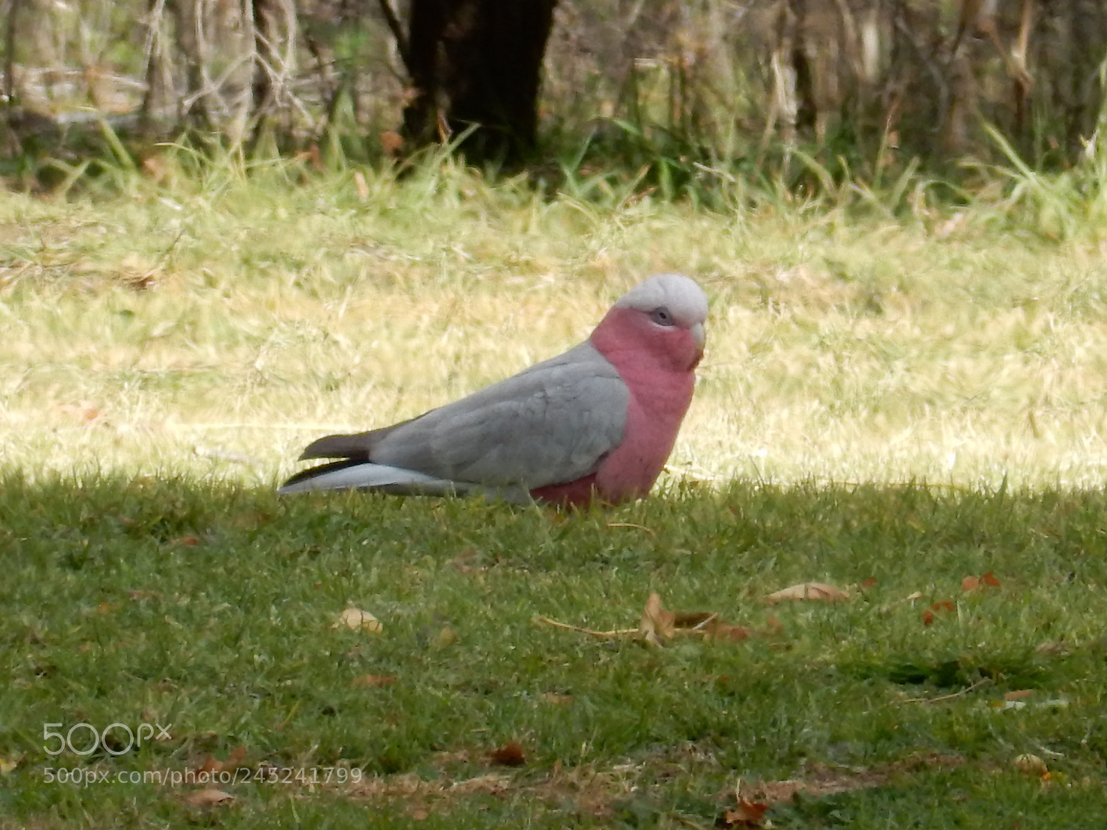 Nikon Coolpix S9900 sample photo. Galah parrot photography