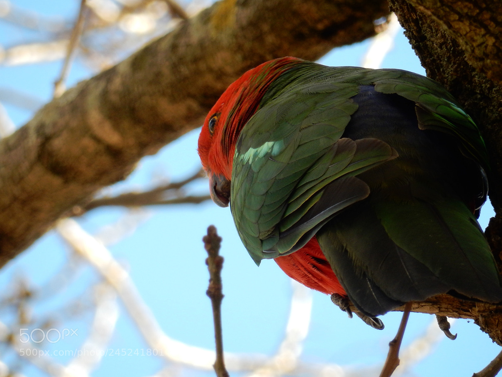 Nikon Coolpix S9900 sample photo. King parrot photography