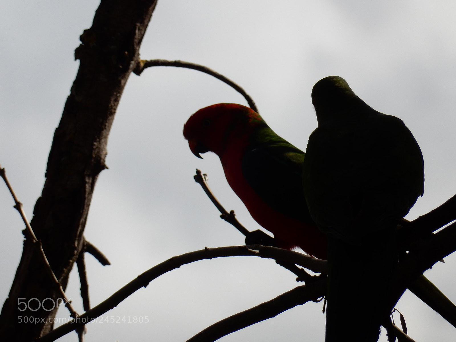 Nikon Coolpix S9900 sample photo. King parrots photography
